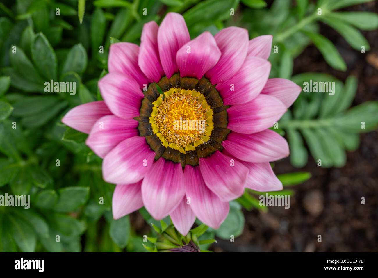 Nahaufnahme, Top-down-Studio-Aufnahme einer rosa blühenden Gazania rigens Pflanze. Die Aufnahme zeigt feine Blütenblätter und Details in der Mitte im Laub. Stockfoto