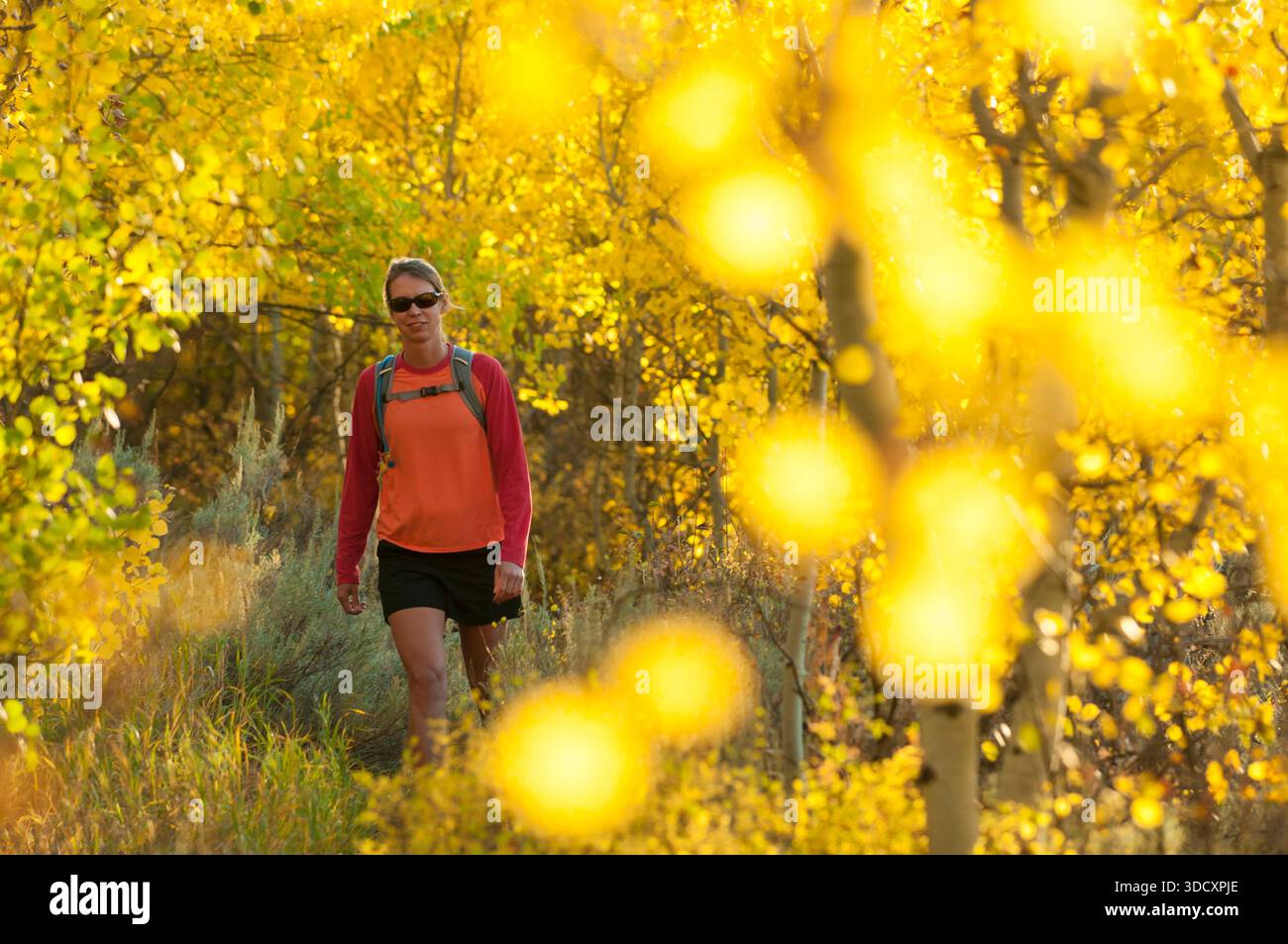 Frau wandert im Herbst im Wald, Jackson Hole, Wyoming, USA Stockfoto