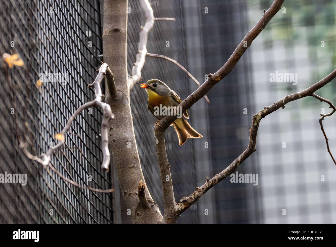 Kleiner Olivenvogel mit rotem Schnabel und orangenem Hals. Isst Früchte, Samen und Insekten. Foto gemacht in den Ausläufern des Himalaya, Uttarakhand, Indien. Stockfoto