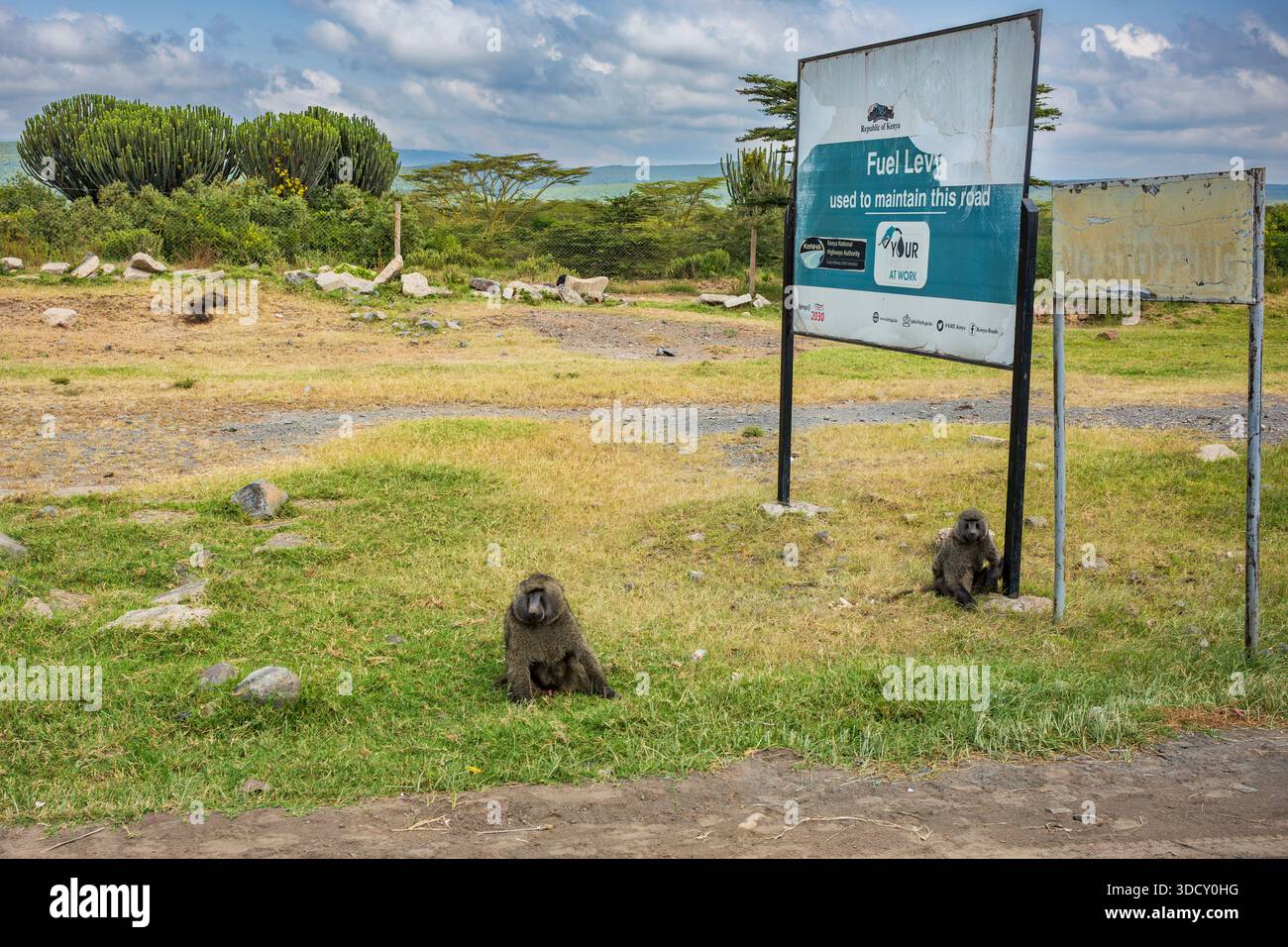 Lake Nakuru National Park, Kenia, 21. Juni 2025: Wilde Paviane beobachten den Verkehr, der an einem bewölkten Tag in den Lake Nakuru National Park eindringt. Stockfoto