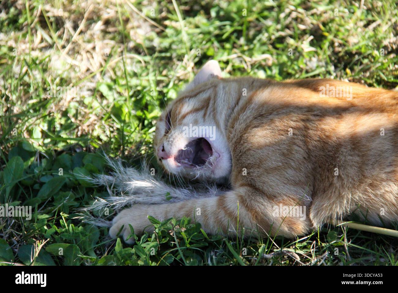Ingwertabby-Katze „La Beta“ isst Cortaderia selloana (Pampas-Gras). Stockfoto