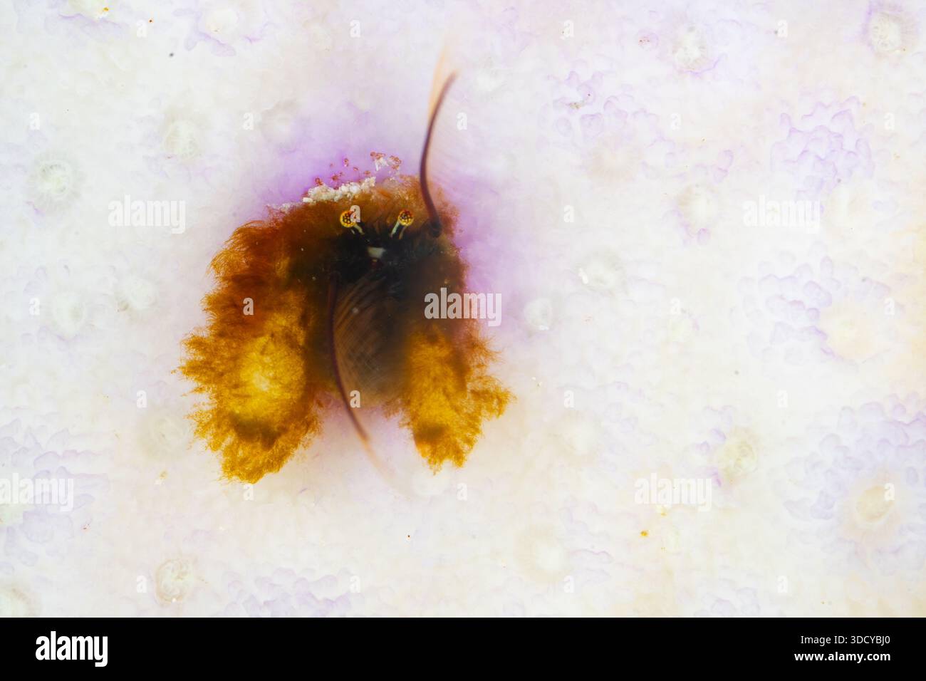 Eine Koralleneinsiedlerkrebse, Paguritta sp., lebt in einer gebleichten Koralle auf einem flachen Riff in Raja Ampat, Indonesien. Diese Krabben verwenden ihre Antennen, um zu fressen. Stockfoto