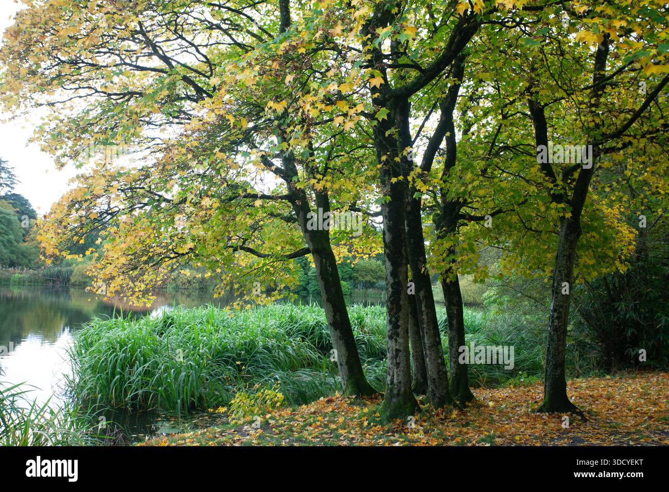 Gruppe von Platanen im Herbst Stockfoto