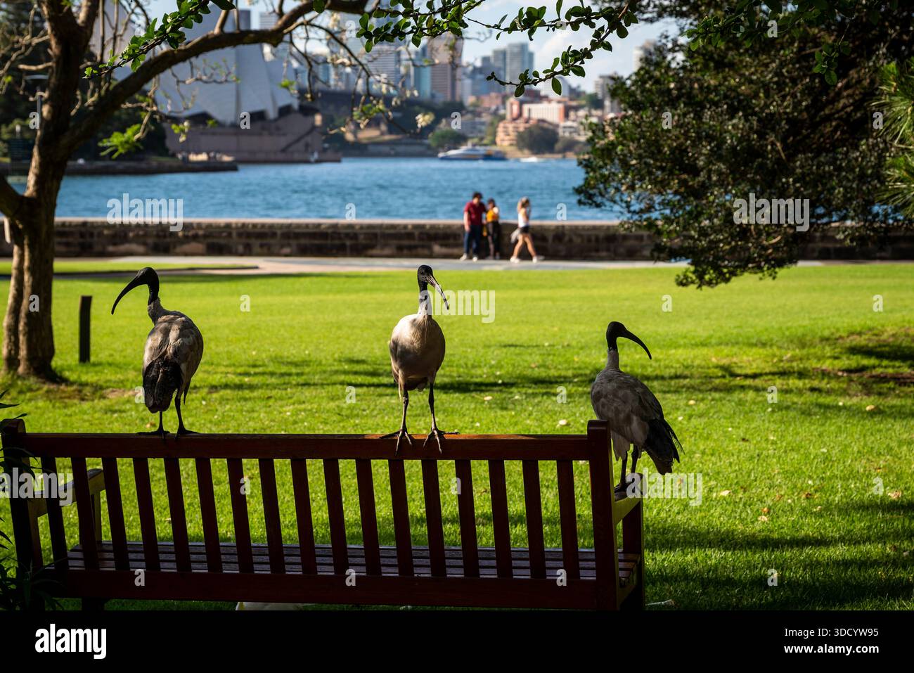 Drei australische White Ibis-Vögel stehen auf einer Bank, die als „Müllhühner“ oder „Müllputen“ bezeichnet werden, weil sie die Siedlungsmüll, Royal Botan, abfangen Stockfoto