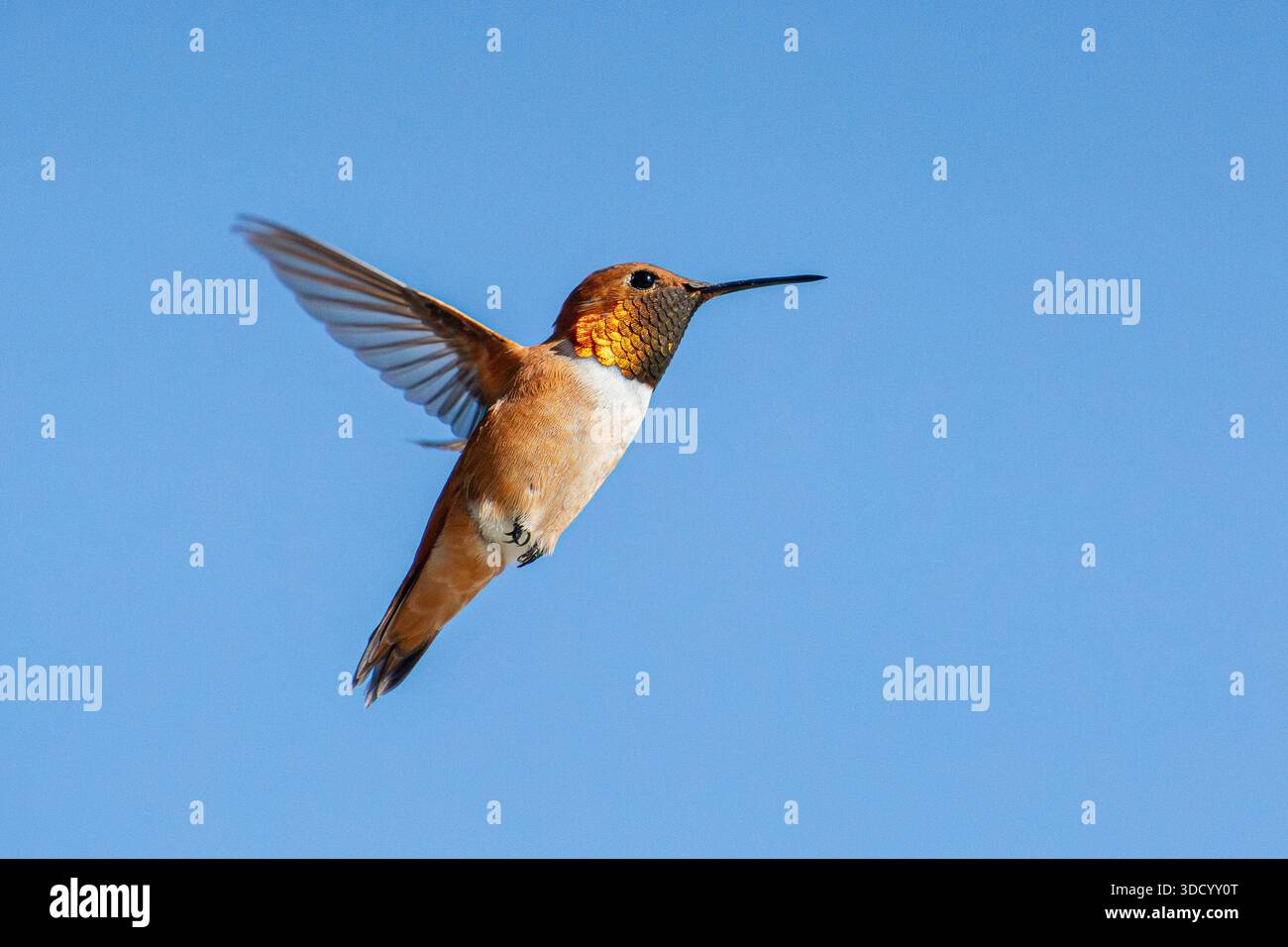 Ein männlicher Kolibris (Selasphorus rufus) schwebt in Südkalifornien mit einem hellblauen Himmel dahinter. Stockfoto