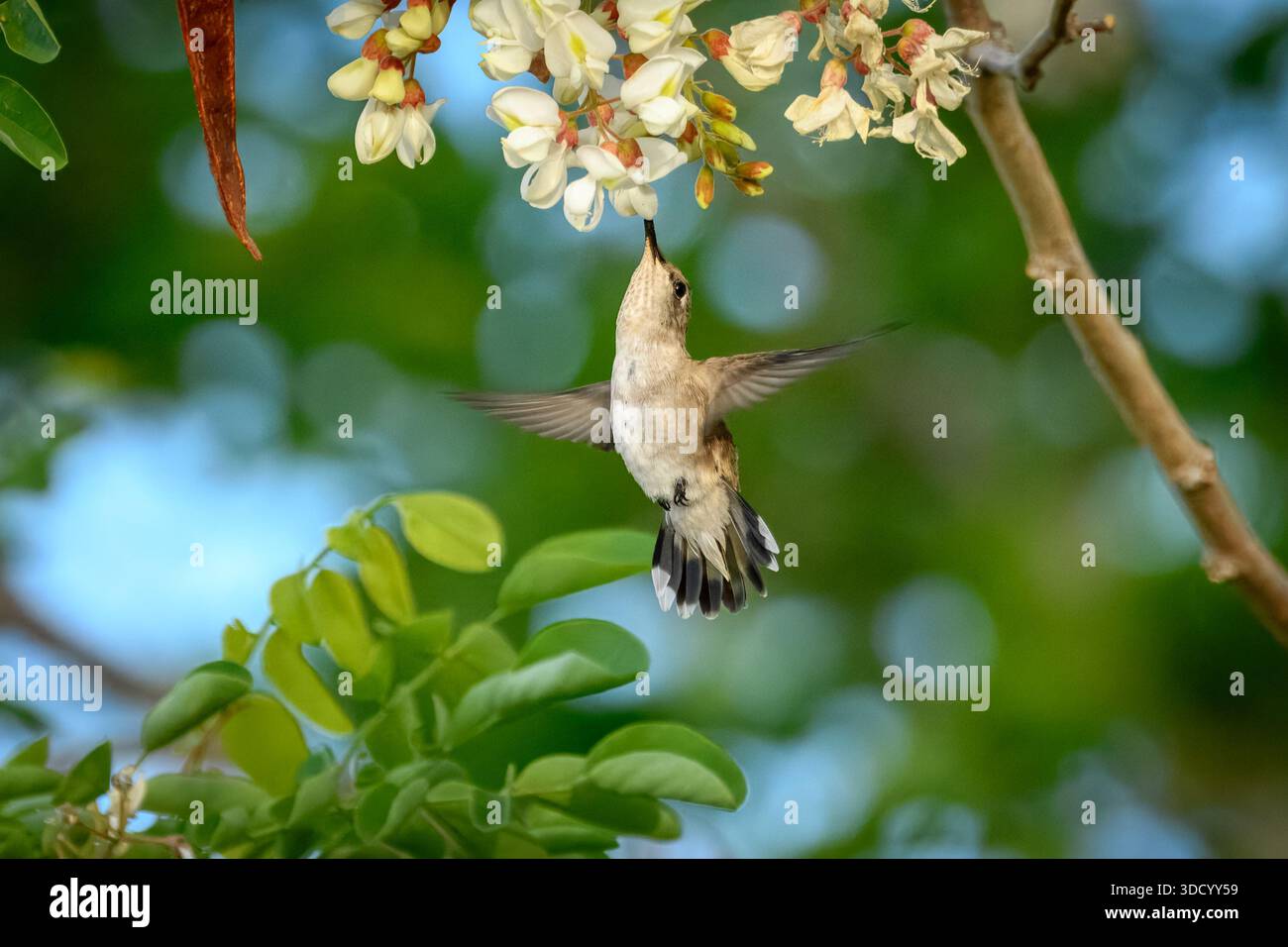 Ein weiblicher schwarzköpfiger Kolibri (Archilochus alexandri) schwebt während er im Frühling von einigen Blüten ernährt. Stockfoto