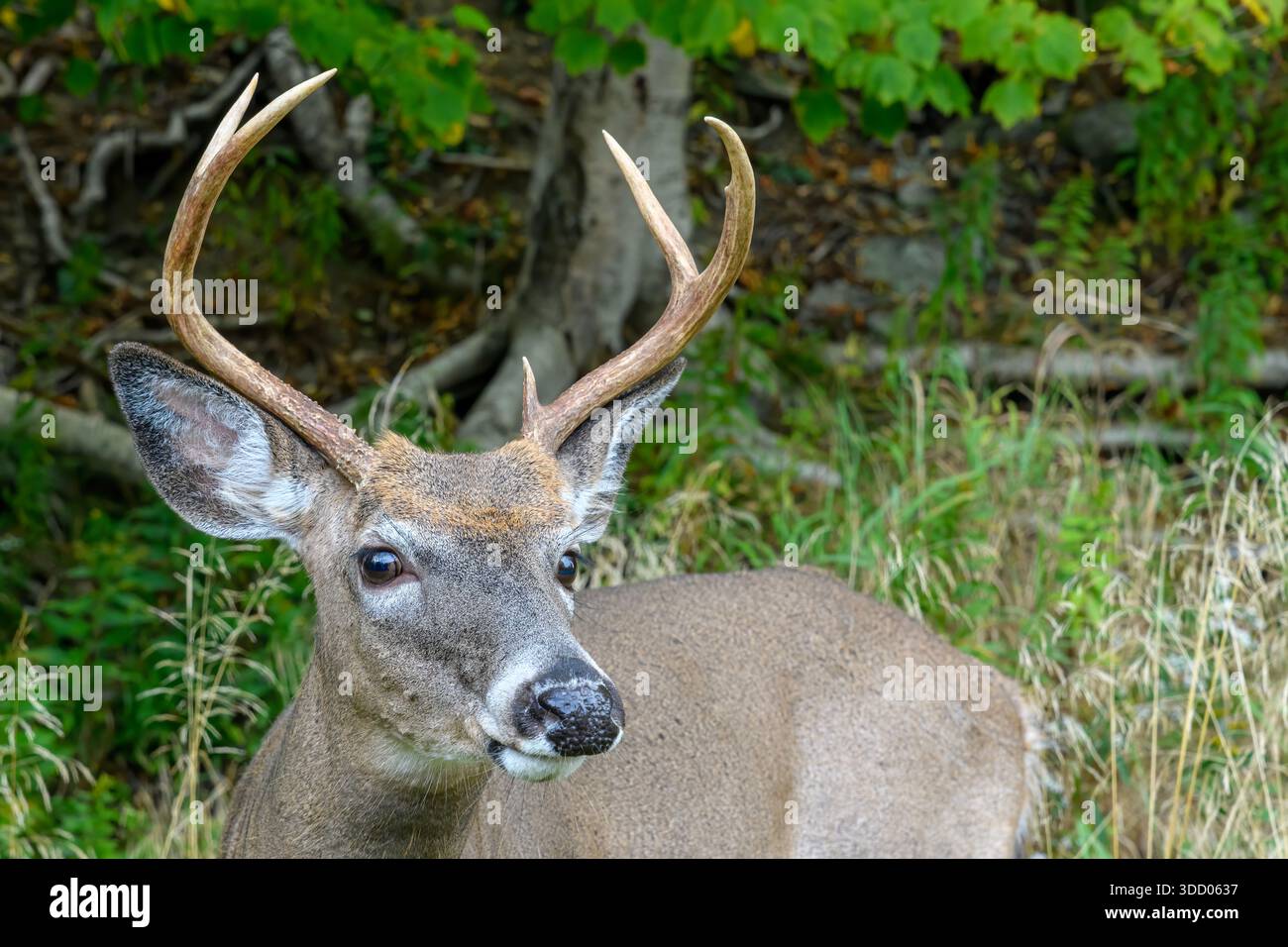 Nahaufnahme eines jungen Hirsches. Nur Kopf und Rücken des Hirsches sichtbar. Wald im Hintergrund, Fokus auf Auge. Stockfoto