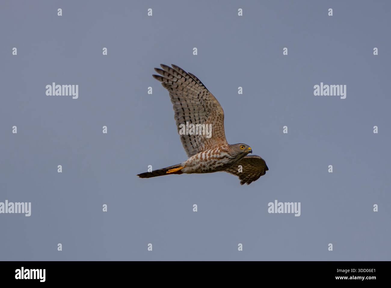 Jugendlicher Shikra in Gambia, Tachyspiza badia Stockfoto