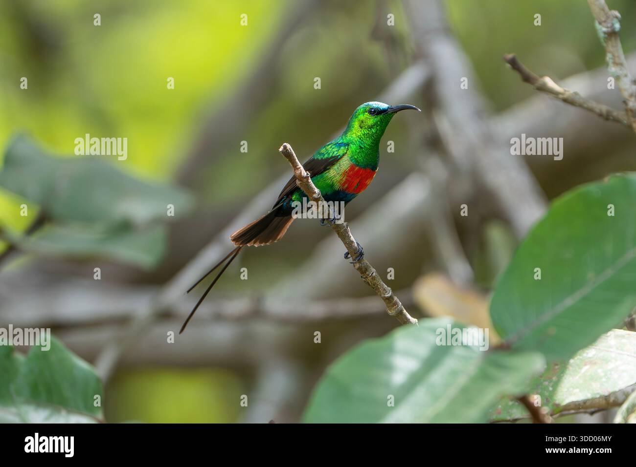 schöner Sonnenvogel, in Gambia, Cinnyris pulchellus pulchellus Stockfoto
