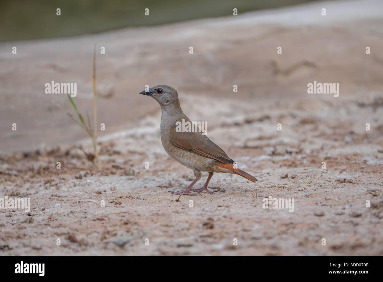 Weißflügel-Pipra Weibchen im Gambia, Pytilia phoenicoptera Stockfoto