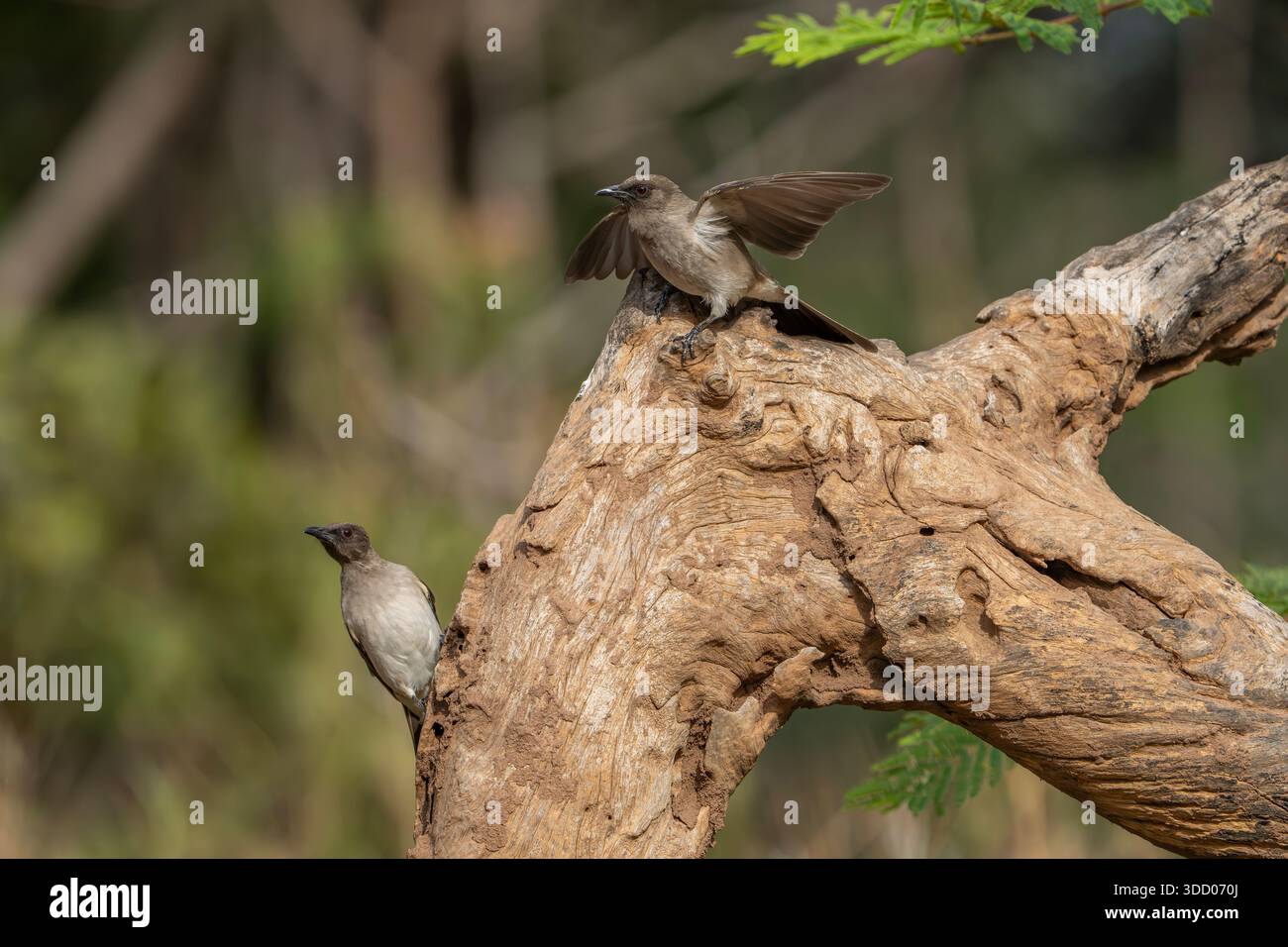 Gewöhnlicher Bülbül in Gambia am Photohide, Pycnonotus barbatus Stockfoto