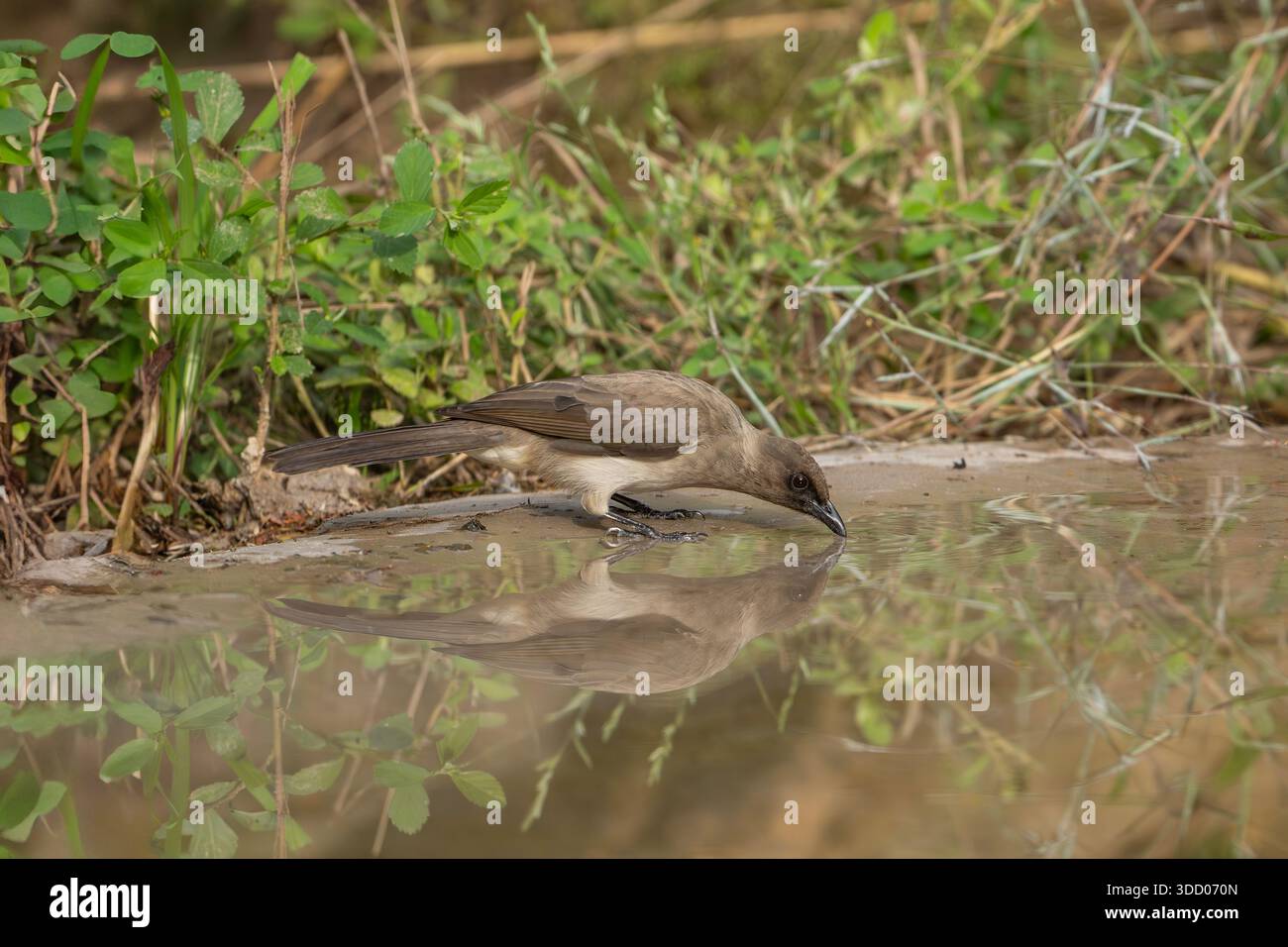 Gewöhnlicher Bülbül in Gambia am Photohide, Pycnonotus barbatus Stockfoto