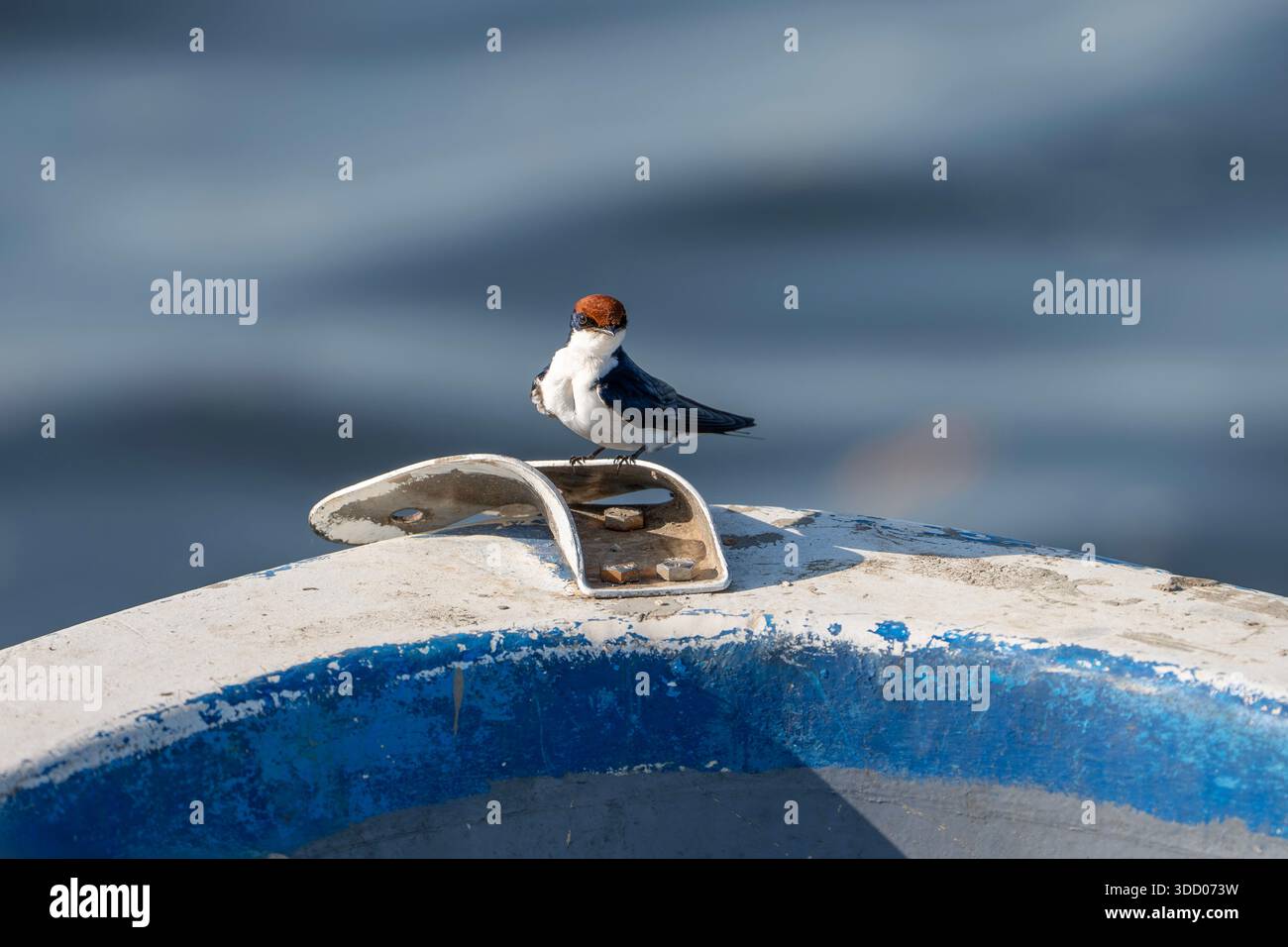 Drahtschwanzschwalbe, Hirundo smithii smithii, in Gambia Stockfoto