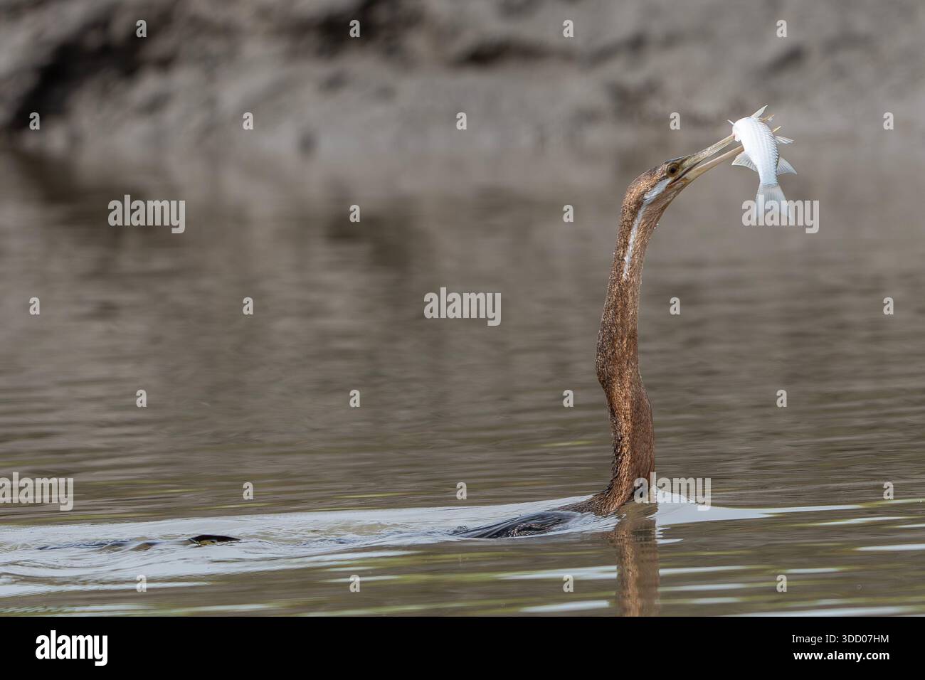 Afrikanischer Schlangenwächter mit seiner Beute, in Gambia, Anhinga rufa Stockfoto