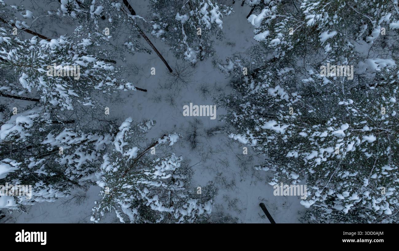 Aus der Vogelperspektive eines belarussischen Waldes zeigt schneebedeckte Nadelbäume, die eine kleine Lichtung umkreisen. Dunkle Stämme bilden radiale Linien zur Mitte unter weichem Diffus Stockfoto