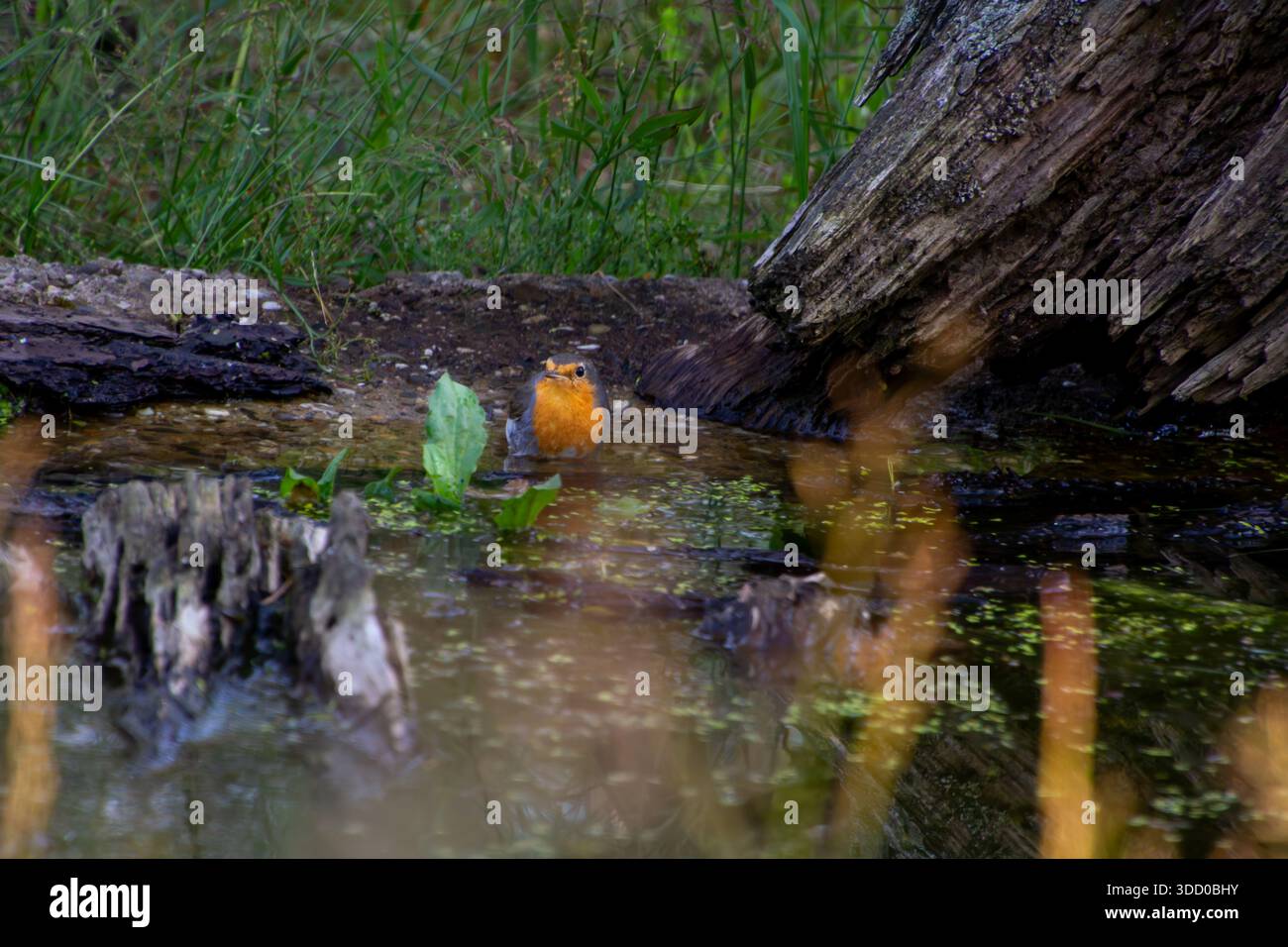 Robin nimmt im Sommer eine Erfrischung auf der Veluwe. Stockfoto