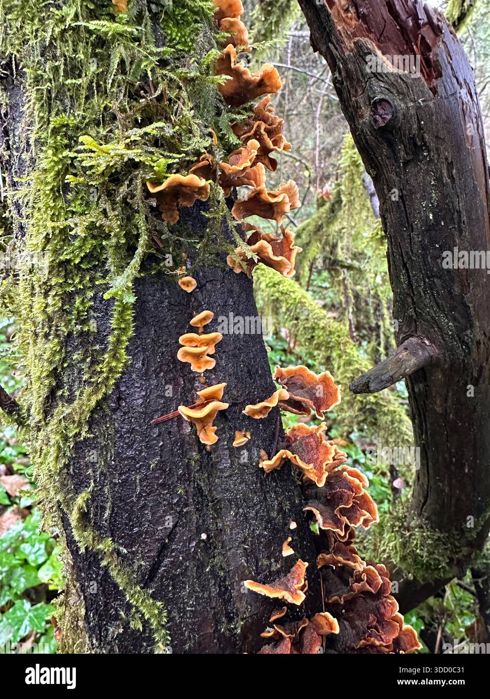 Pilze wachsen auf Bäumen in einem Wald in Oregon. Stockfoto