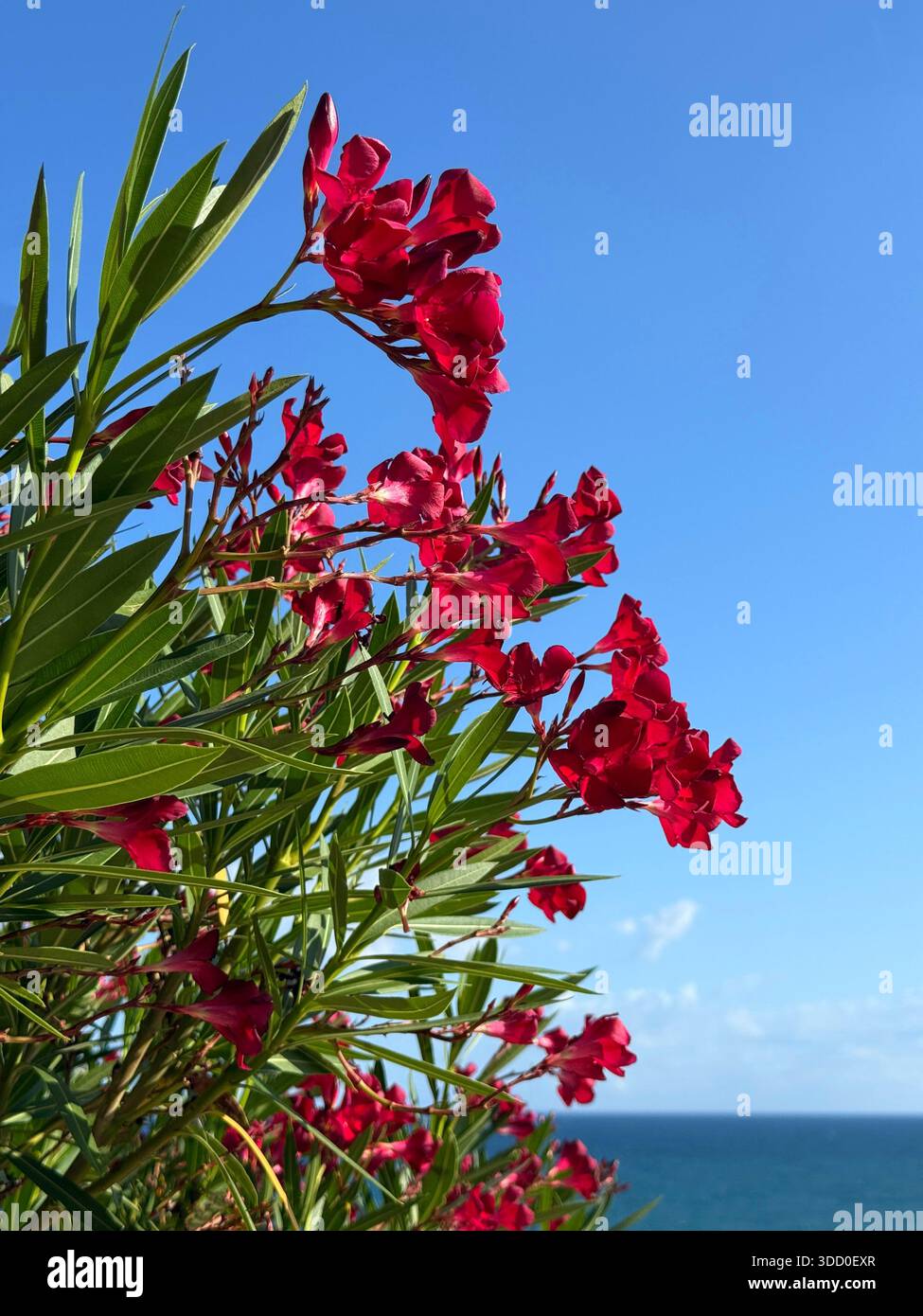 Rote Nerium Oleander blühen gegen den Himmel Stockfoto