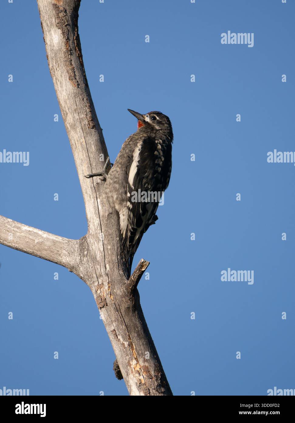 Junger Rotschnappsapsucker auf einem toten Baumstamm im Rocky Mountain National Park in Colorado. Es ist im Profil gegen eine tiefe blende fotografiert Stockfoto