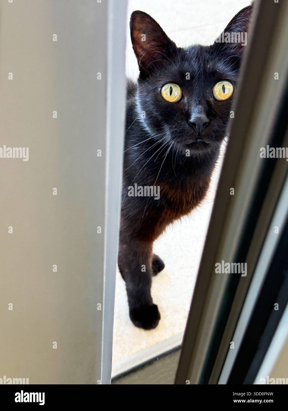 Süße Katze, die durch die offene Tür schaut Stockfoto