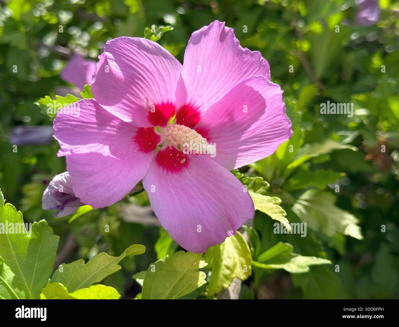 Rosa Hibiskusblüte Stockfoto