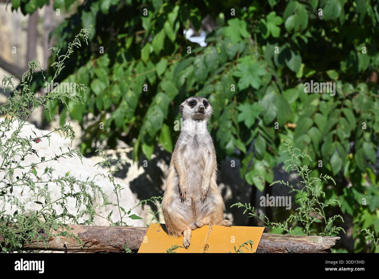 Ein kleiner Meerkat, der an sonnigen Tagen im Zoo steht und wacht Stockfoto