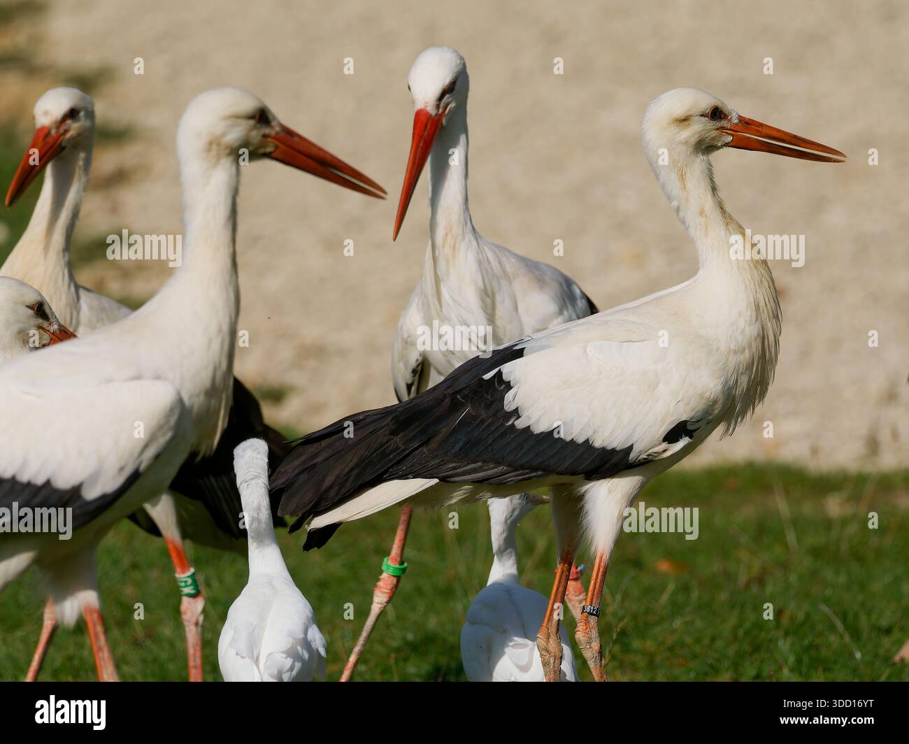 Weißstörche Ciconia ciconia interagieren mit einem Tierpfleger während der Fütterung, zeigen soziales Verhalten und Flügelspiel in einer bewirtschafteten Wildnis. Stockfoto