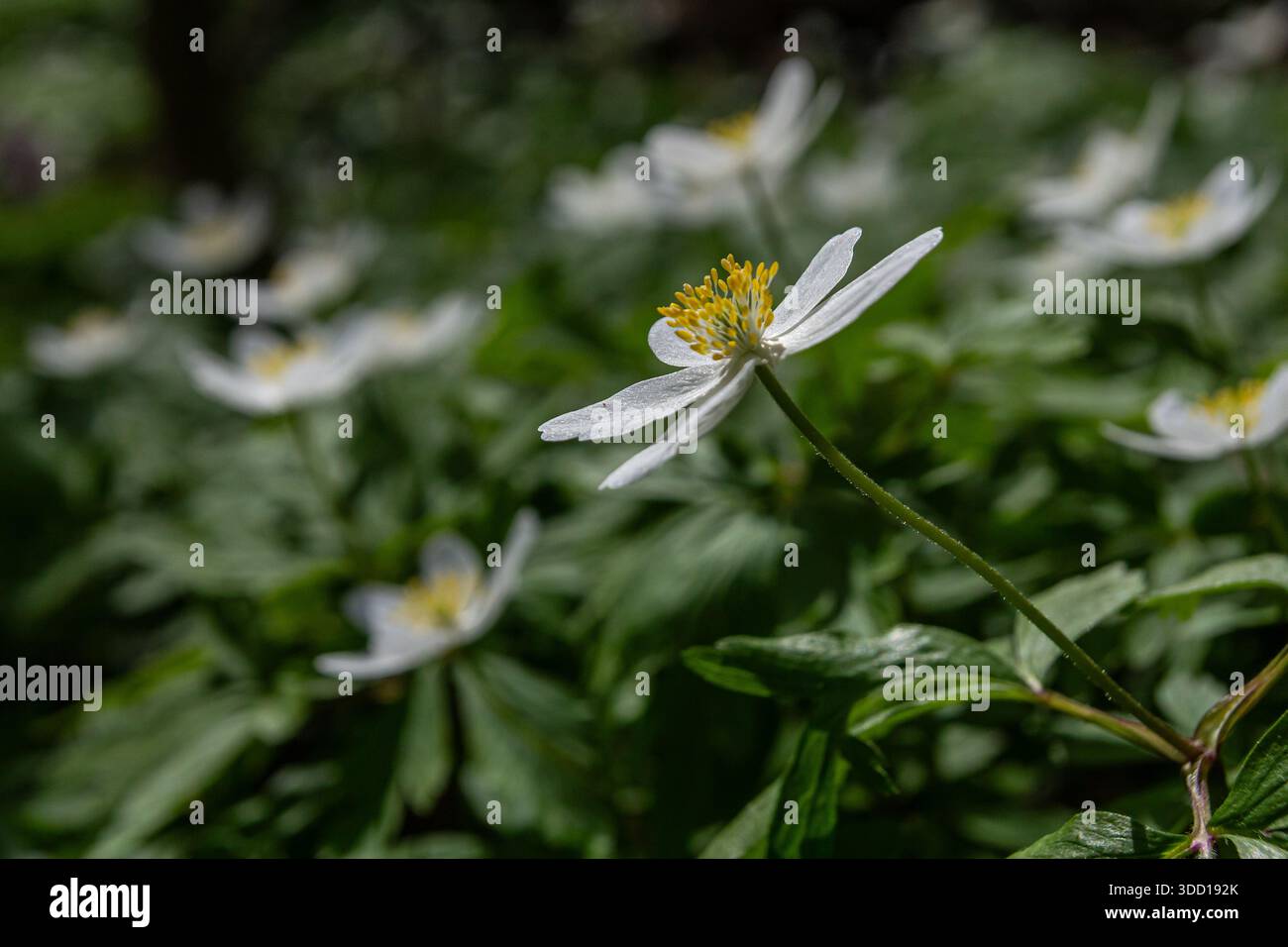 Zarte weiße Blüten der Anemone nemorosa blühen in einem lebhaften Frühlingswald, umgeben von satten grünen Blättern und beleuchtet von sanften Sonnenlichtfiltern Stockfoto