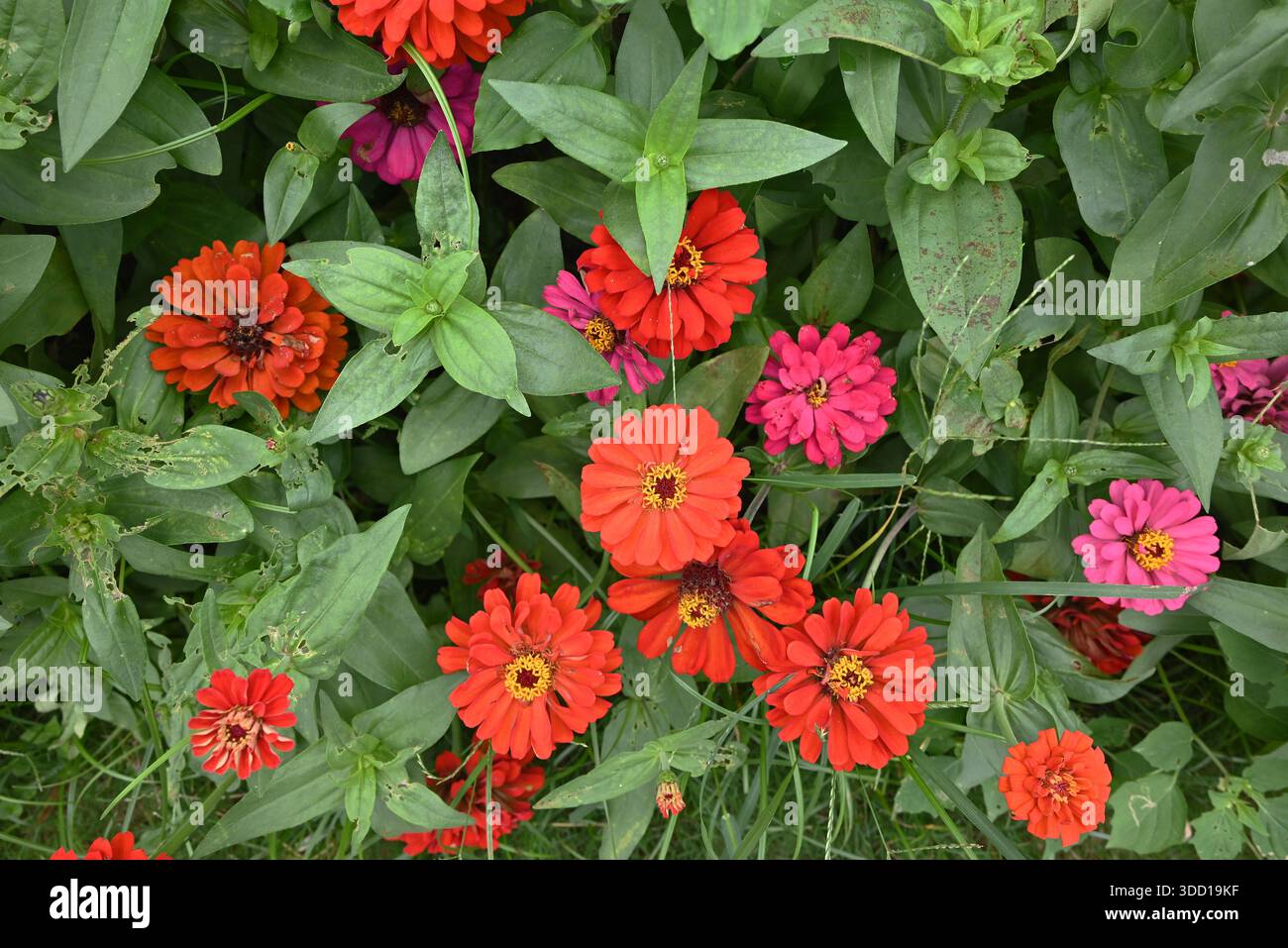 Im Garten blühen rote Zinnia elegans Blumen Stockfoto