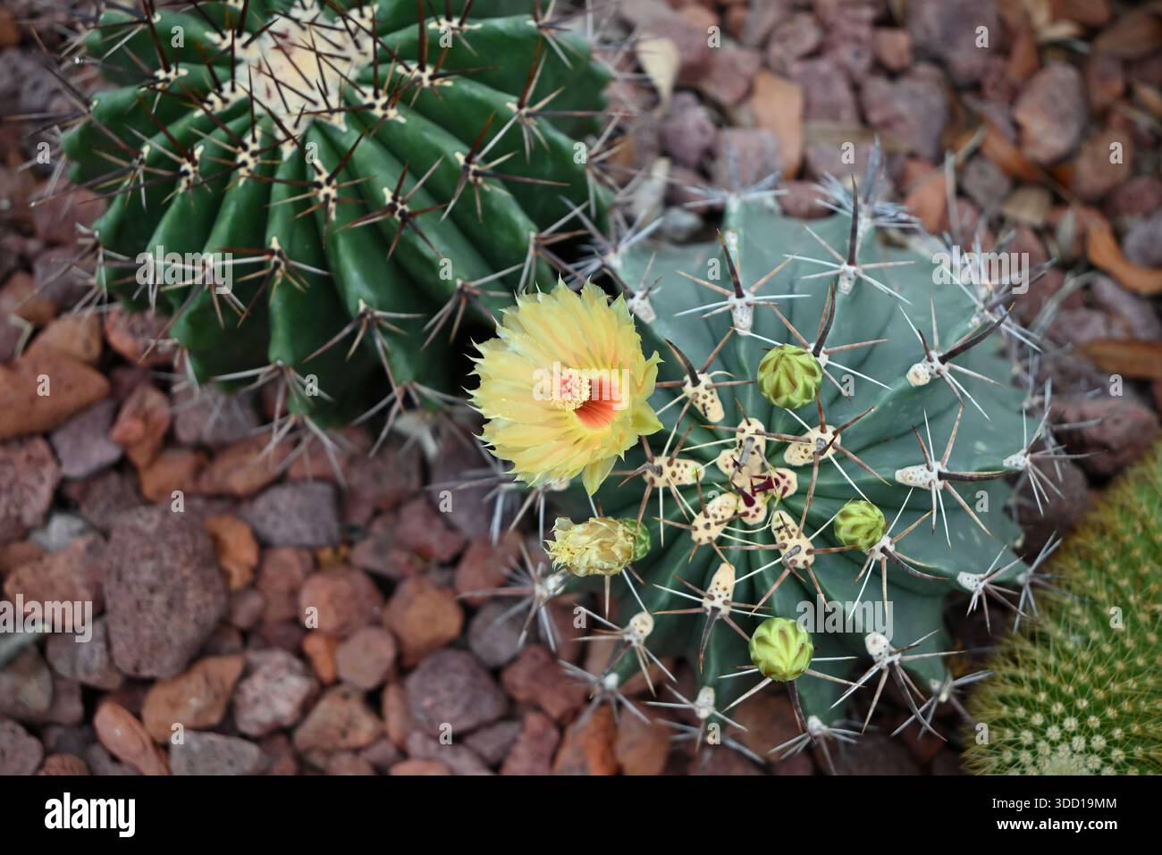Eine isolierte gelbe Blume der Kaktusblüte mit roten Stamen im Garten Stockfoto