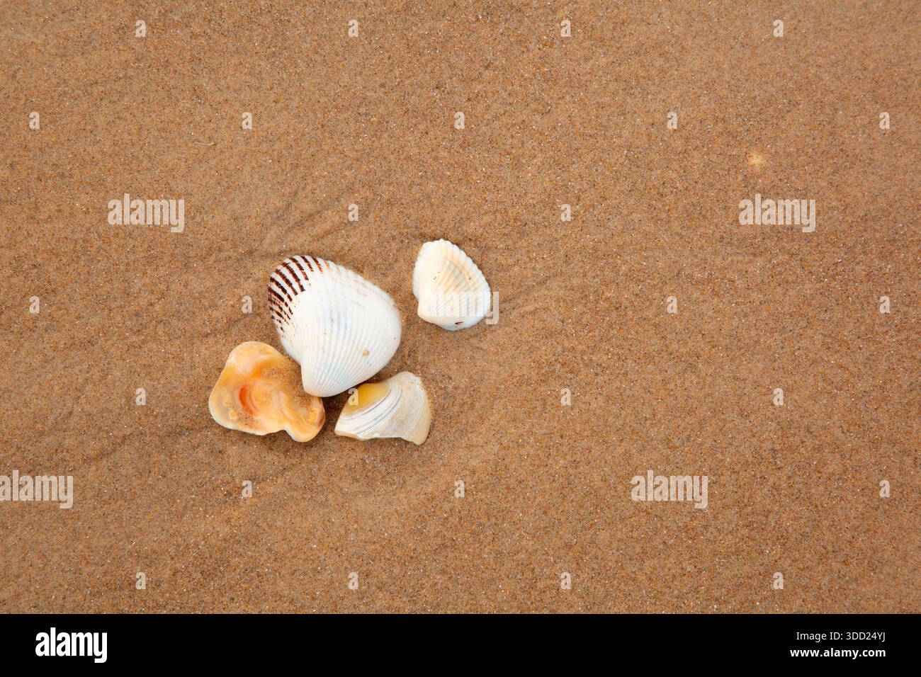 Muscheln in Sand, Boca Chica Beach, Texas Stockfoto