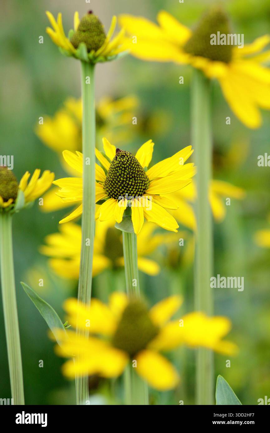 Rudbeckia maxima, allgemein bekannt als Great Coneflower, hohe, krautige Staude mit hellgelben Gänseblümchen wie Blüten mit prominentem zentralen Kegel Stockfoto