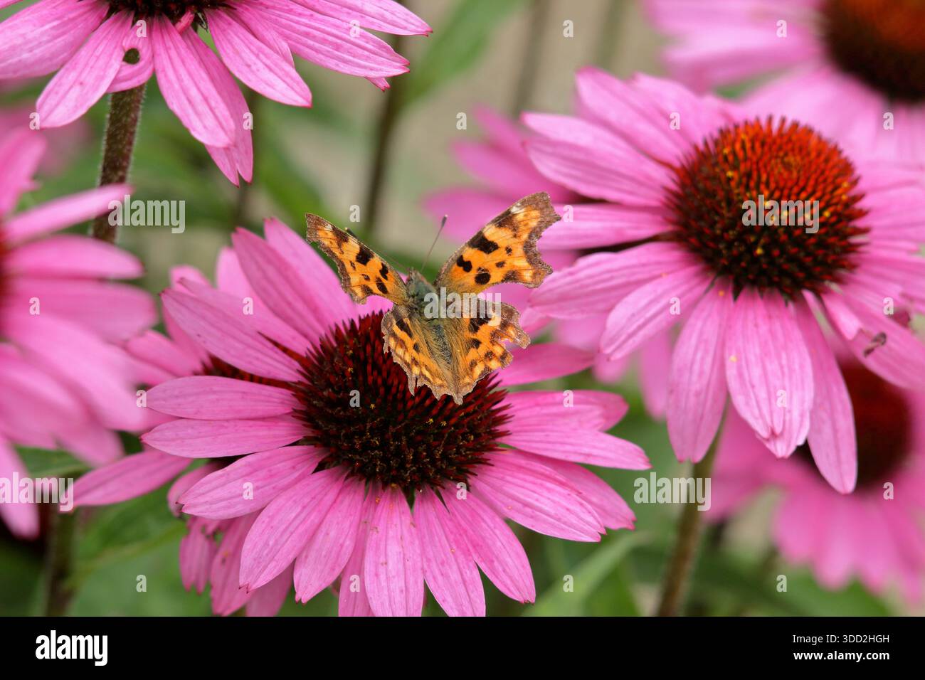 Komma-Schmetterling auf lila Coneflower. Polygonia c-Album auf Echinacea purpurea Magnus Flower im Spätsommer. UK Stockfoto