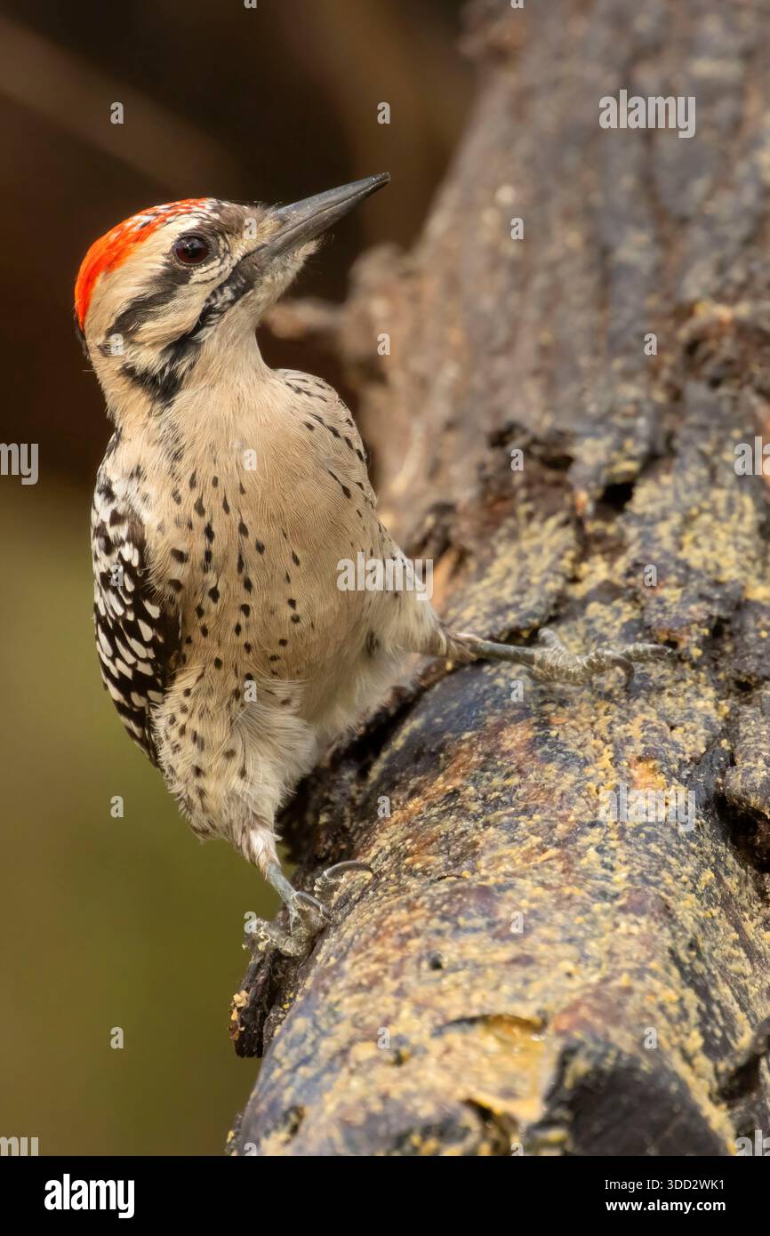 Holzspecht (Dryobates scalaris), Salineno Wildlife Preserve, Texas Stockfoto