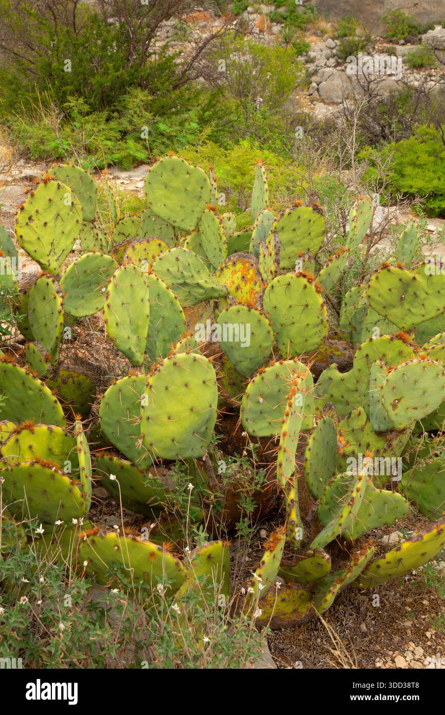 Der Windmill Nature Trail, Seminole Canyon State Park & Historic Site, Texas Stockfoto