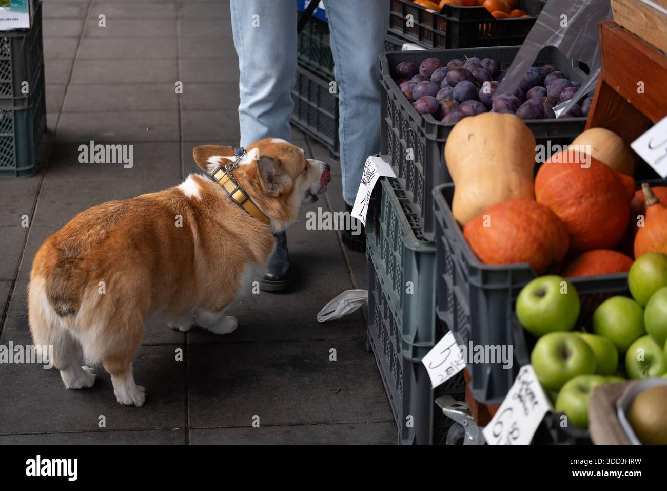Corgi Dog auf dem lokalen Bauernmarkt, der frisches Obst und Gemüse in der Urban Street Shopping Scene wählt Stockfoto