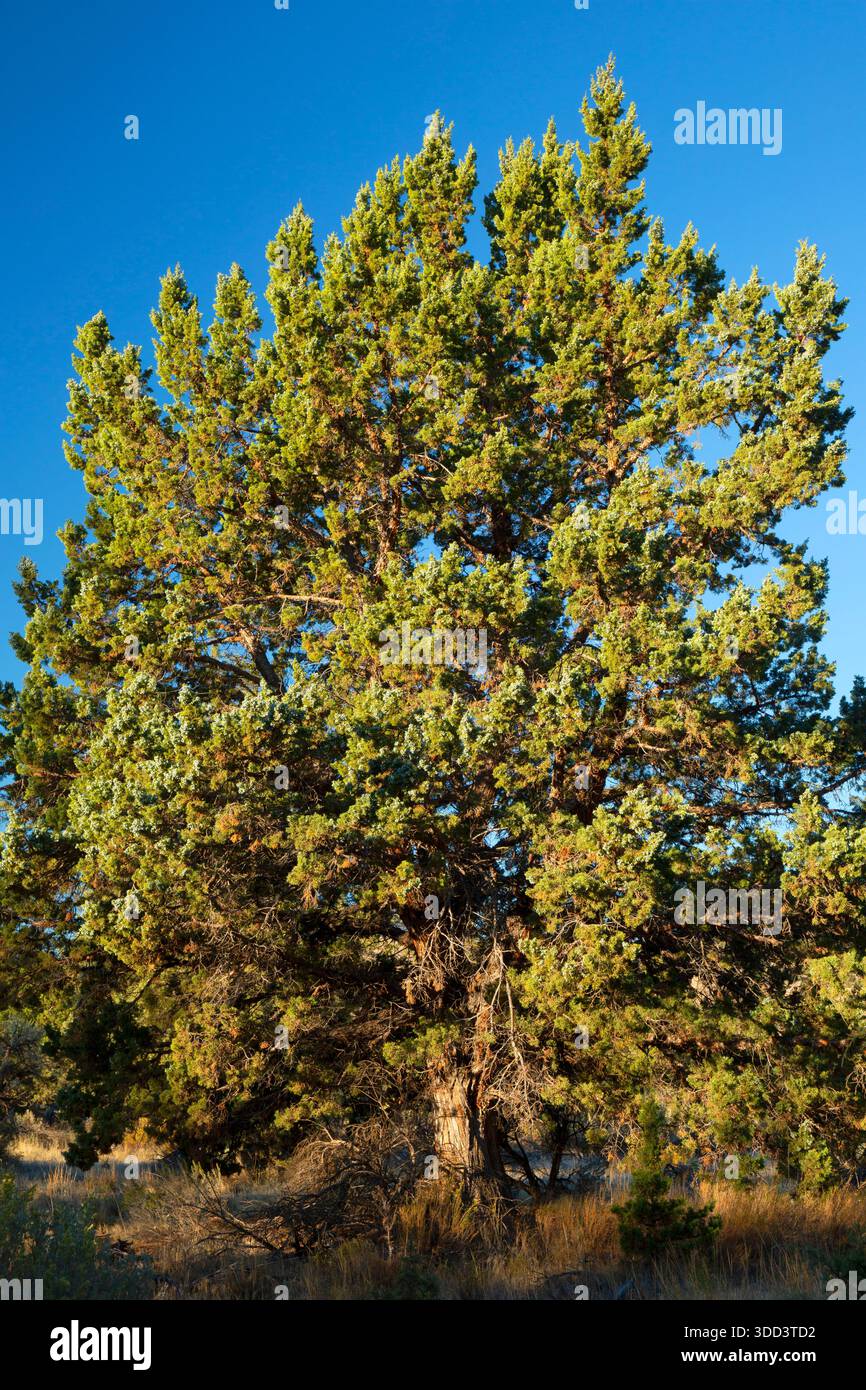 WESTERN juniper (Juniperus occidentalis), John Day Fossil Beds National Monument-Painted Hills Unit, Oregon Stockfoto