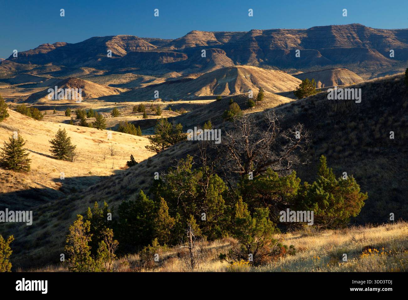 WESTERN juniper (Juniperus occidentalis) Grasland vom Red Hill Trail, John Day Fossil Beds National Monument-Painted Hills Unit, Oregon Stockfoto