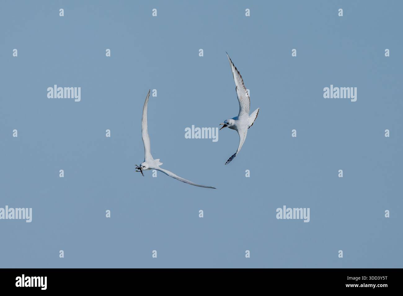 Die gewöhnliche Tern Sterna hirundo trägt eine Krabbe, während eine andere Seeschwalbe die Krabbe stehlen will Stockfoto