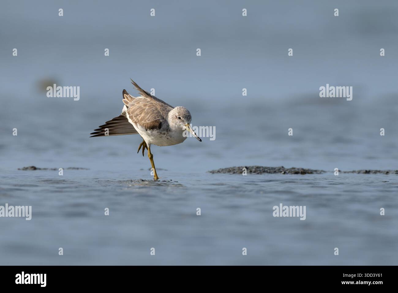 Nordmann’s Greenshank (Tringa guttifer), ein gefährdeter Watvogel, der in flachen Feuchtgebieten Taiwans steht. Stockfoto