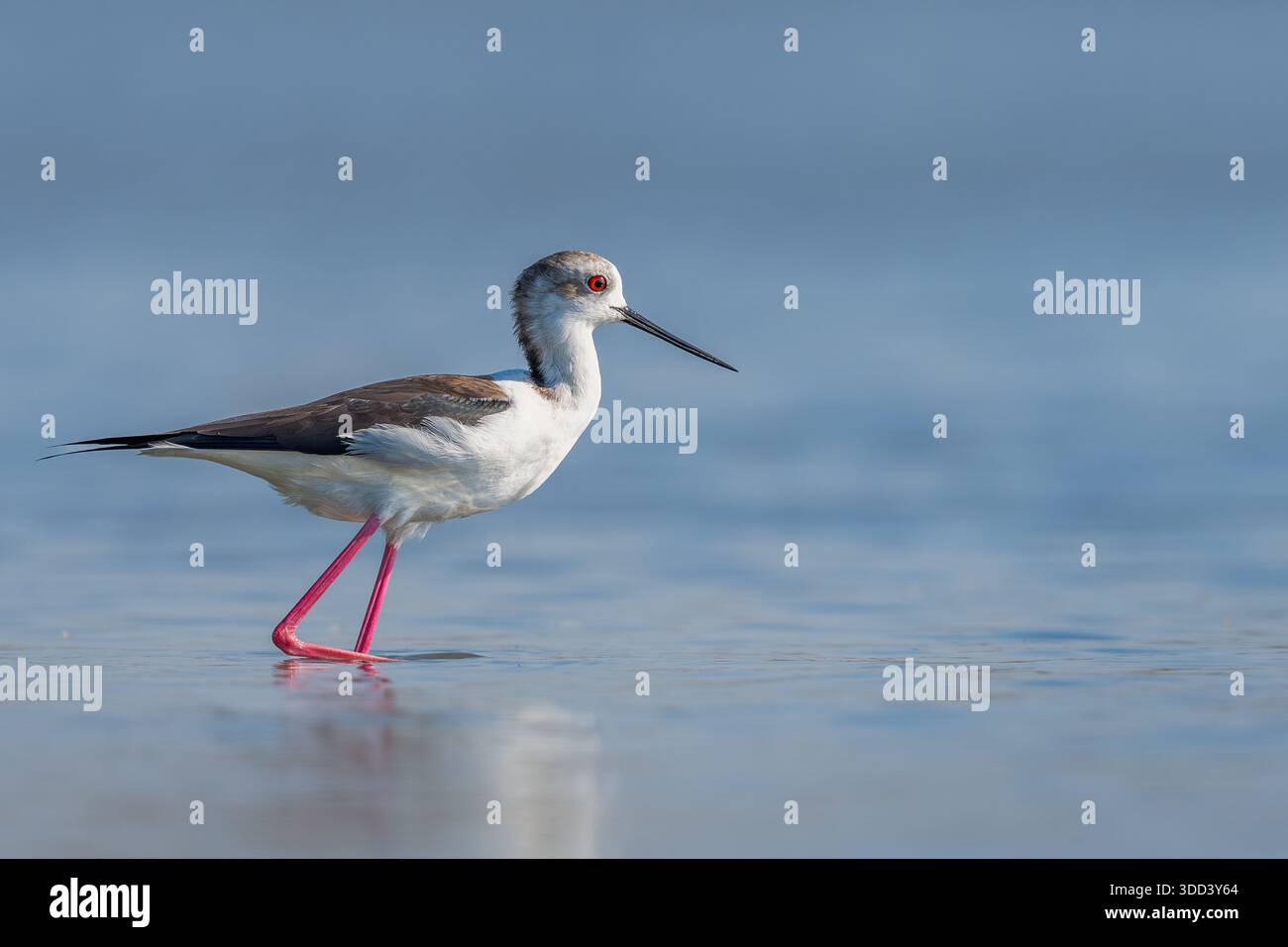 Schwarz-geflügelter Stelz in Taiwan Wattflächen mit langen rosa Beinen und schwarzen Flügeln, Nahaufnahme Stockfoto