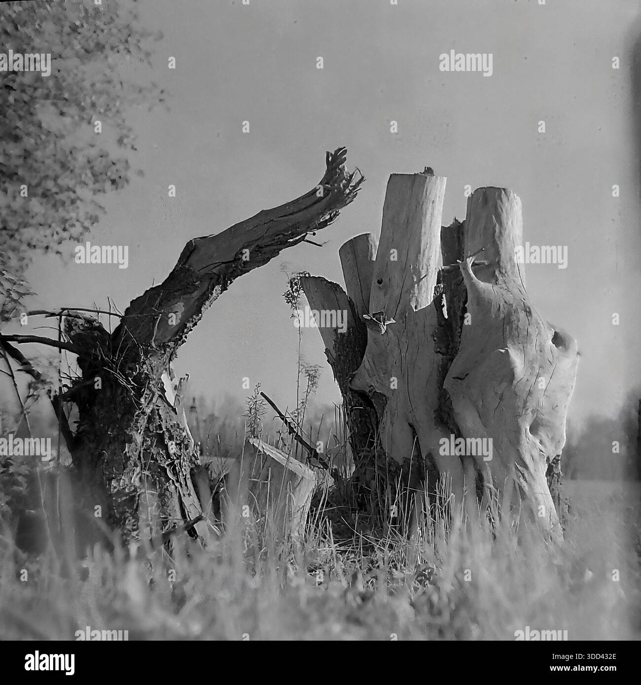 Region Donezk, Ukraine, UdSSR. Eine atmosphärische Naturstudie aus den 1970er Jahren, aufgenommen auf den Wiesen in der Nähe von Brusino. Das Bild konzentriert sich auf die skulpturale Schönheit verwitterter toter Hölzer: Massive Hohlstümpfe und trockene Schlangen, die als Naturdenkmäler in den grasbewachsenen Feldern stehen. Die strukturierte Rinde der alten Stämme steht im Kontrast zu dem weichen Gras und den weit entfernten Hainen lebender Bäume. Dieses Schwarzweißfoto dokumentiert die Rohtexturen der Wildnis und die ruhige Umgebung des friedlichen Donbas. Stockfoto