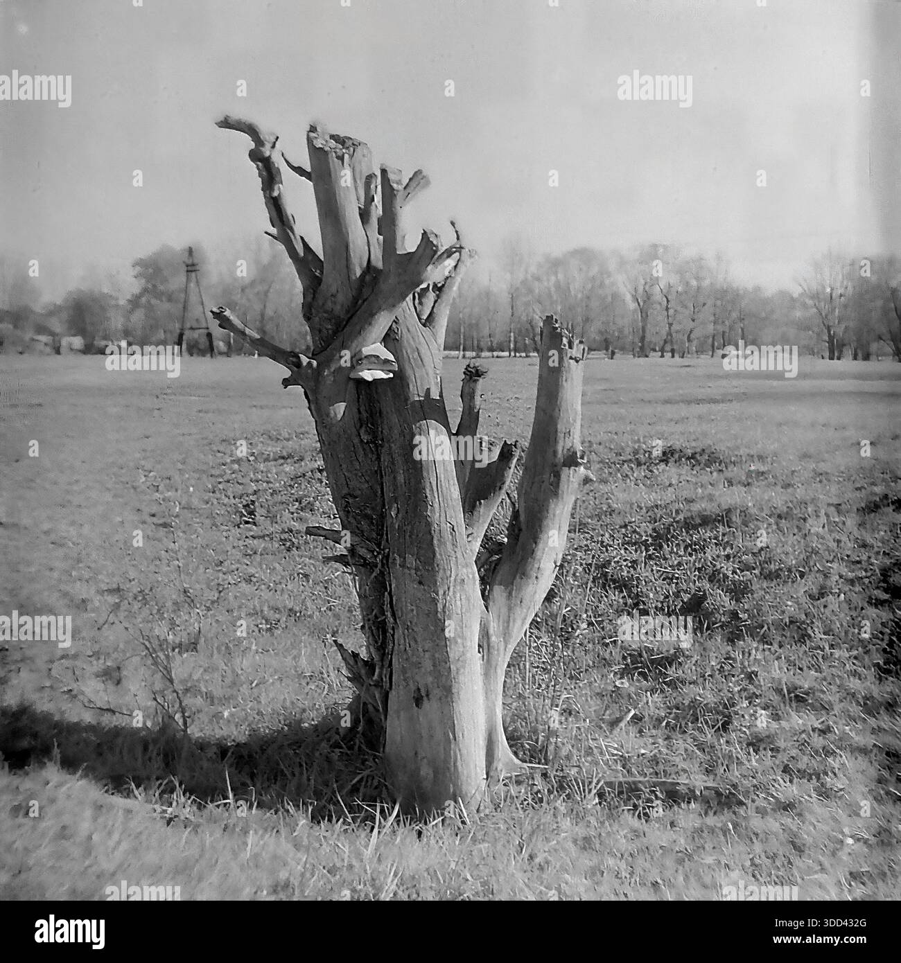Region Donezk, Ukraine, UdSSR. Eine atmosphärische Naturstudie aus den 1970er Jahren, aufgenommen auf den Wiesen in der Nähe von Brusino. Das Bild konzentriert sich auf die skulpturale Schönheit verwitterter toter Hölzer: Massive Hohlstümpfe und trockene Schlangen, die als Naturdenkmäler in den grasbewachsenen Feldern stehen. Die strukturierte Rinde der alten Stämme steht im Kontrast zu dem weichen Gras und den weit entfernten Hainen lebender Bäume. Dieses Schwarzweißfoto dokumentiert die Rohtexturen der Wildnis und die ruhige Umgebung des friedlichen Donbas. Stockfoto