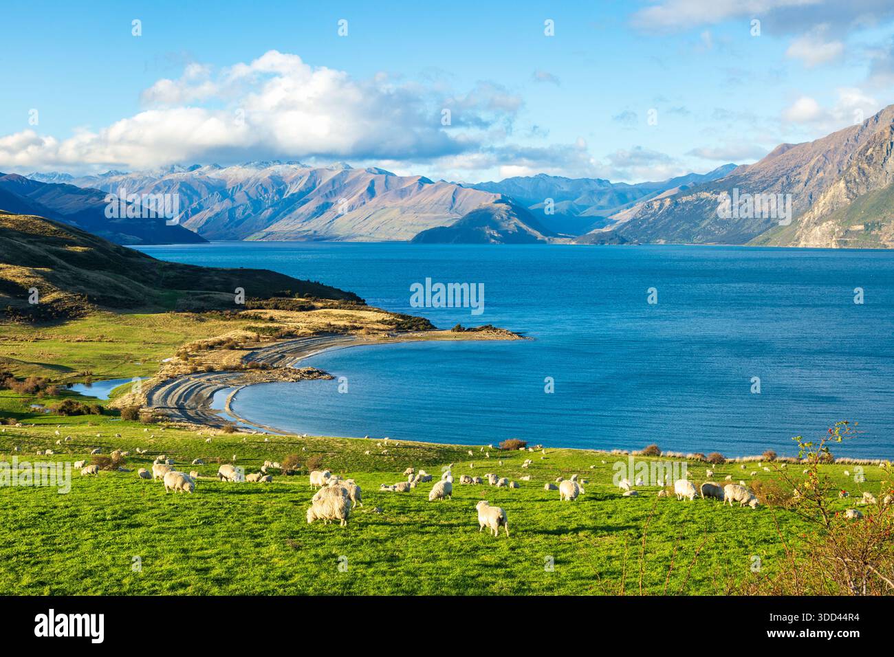 Schafe weiden in der Bottom Bay, Lake Hawea, Neuseeland Stockfoto