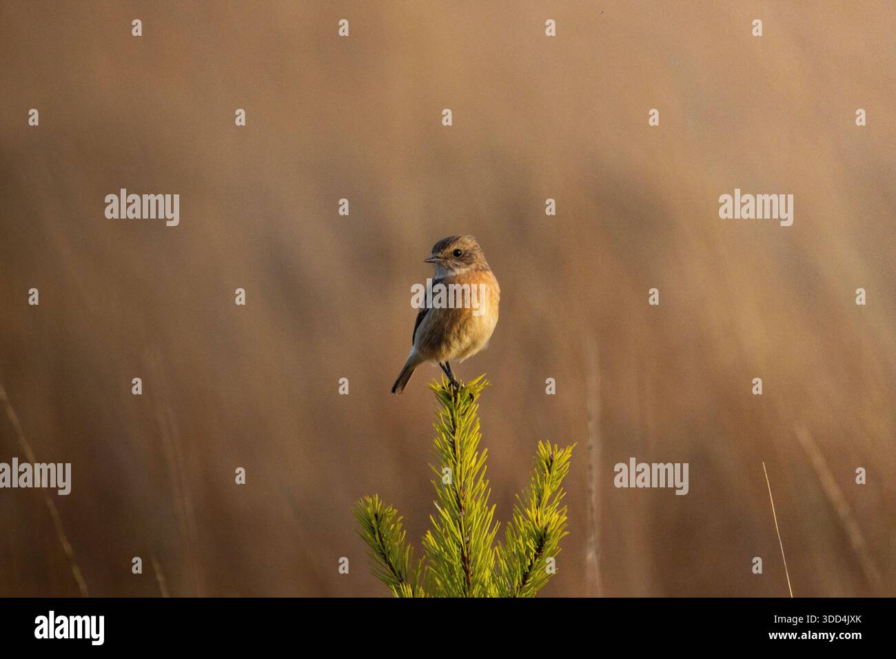 Steinchatten Stockfoto