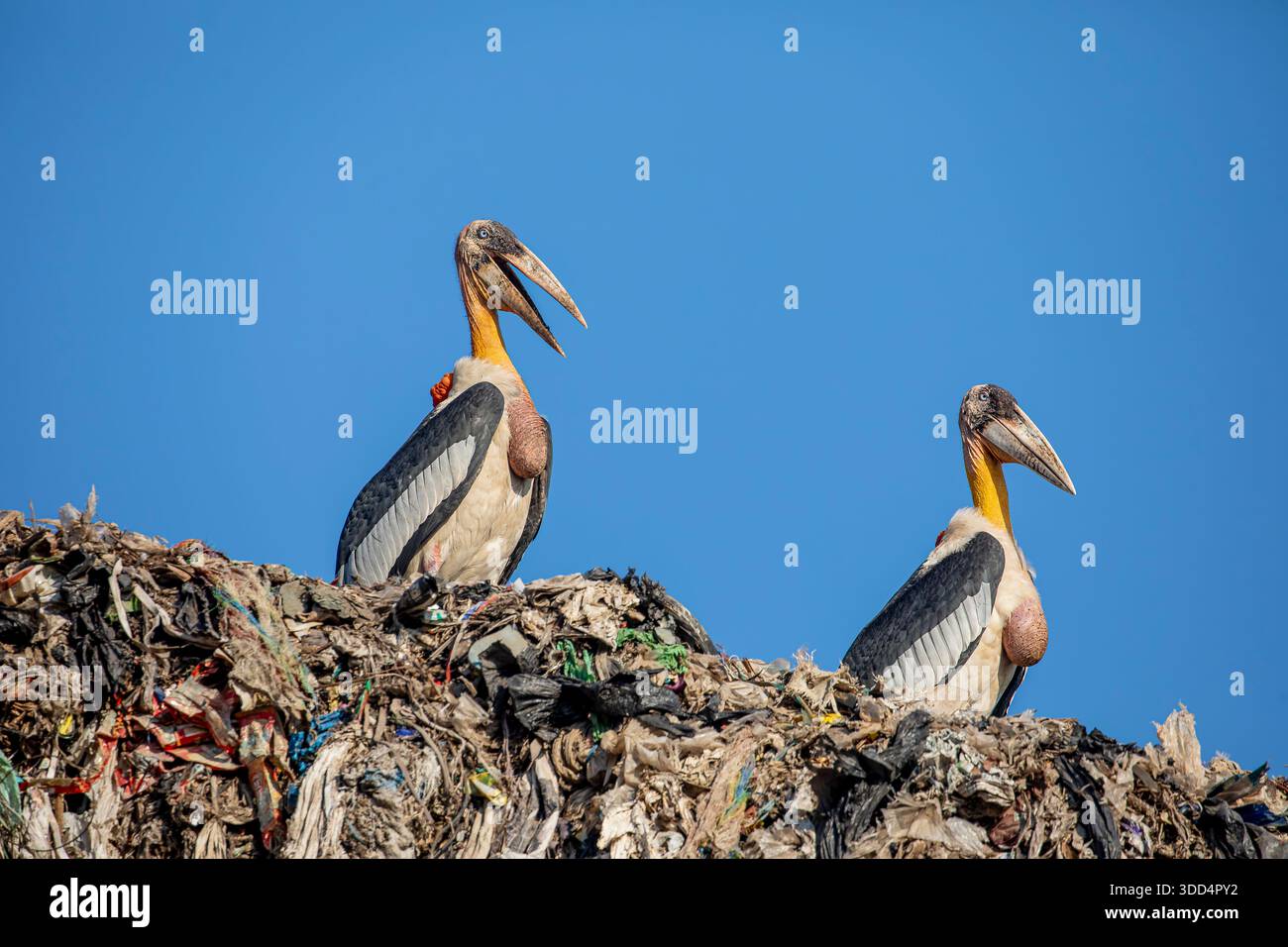 Eine Gruppe von größeren Adjutanstörchen (Leptoptilos dubius) lebt auf einer offenen Deponie in Guwahati und überlebt durch das Fressen in den freiliegenden Siedlungsmüll. Stockfoto