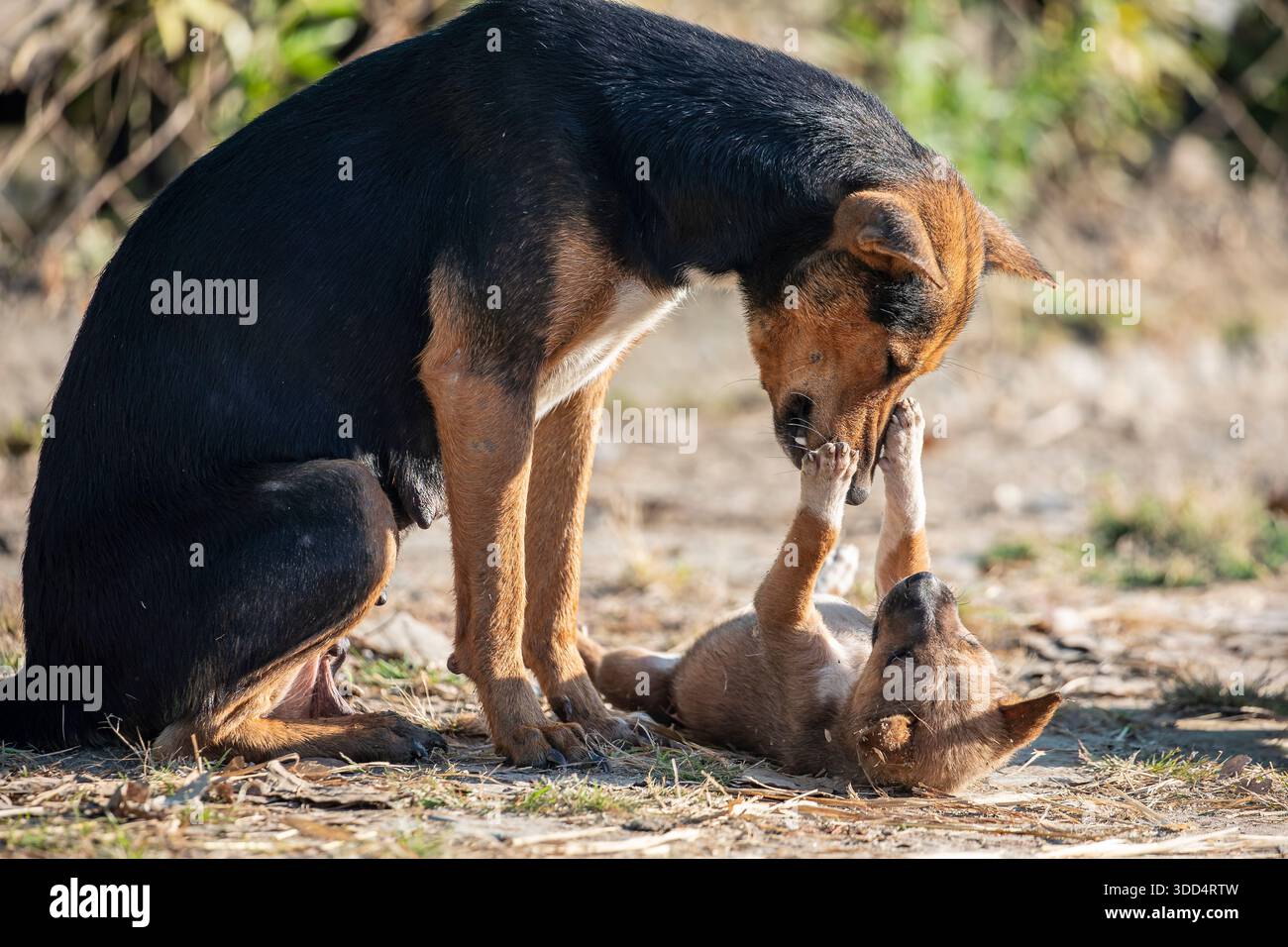 Ein indischer Dorfwelpe spielt fröhlich mit seiner Mutter und teilt einen zarten Moment der Bindung und Zuneigung. Stockfoto