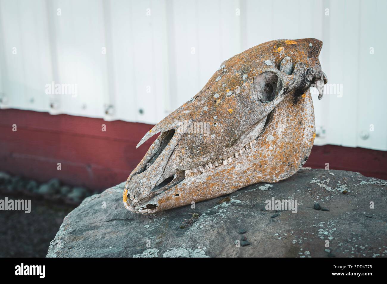 Pferdeschädel bedeckt mit Flechten. Alter Knochen ruiniert durch Zeit, Tod, Natur, Tierkelett. Stockfoto