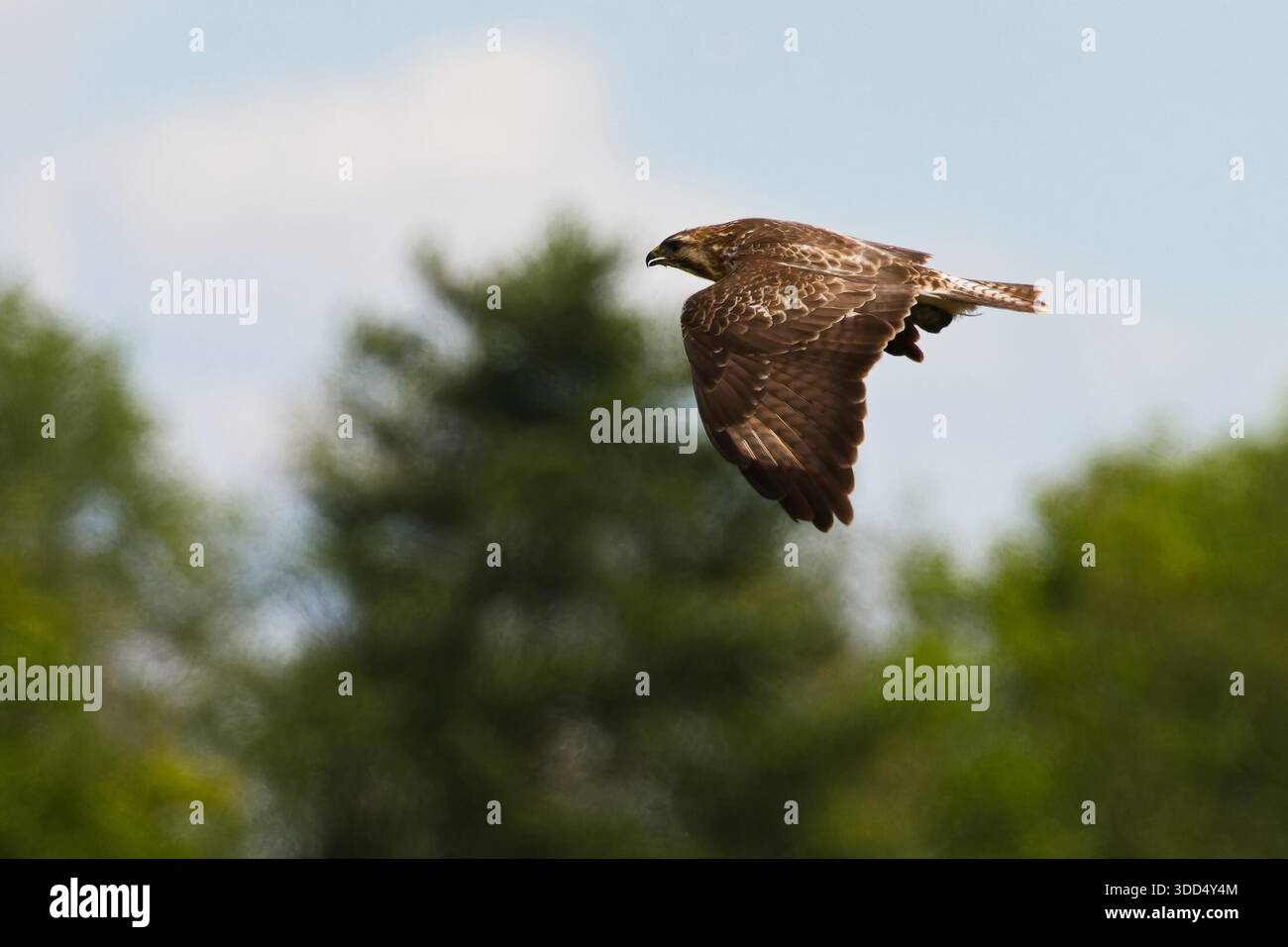 Maeuse bussard -Fotos und -Bildmaterial in hoher Auflösung – Alamy