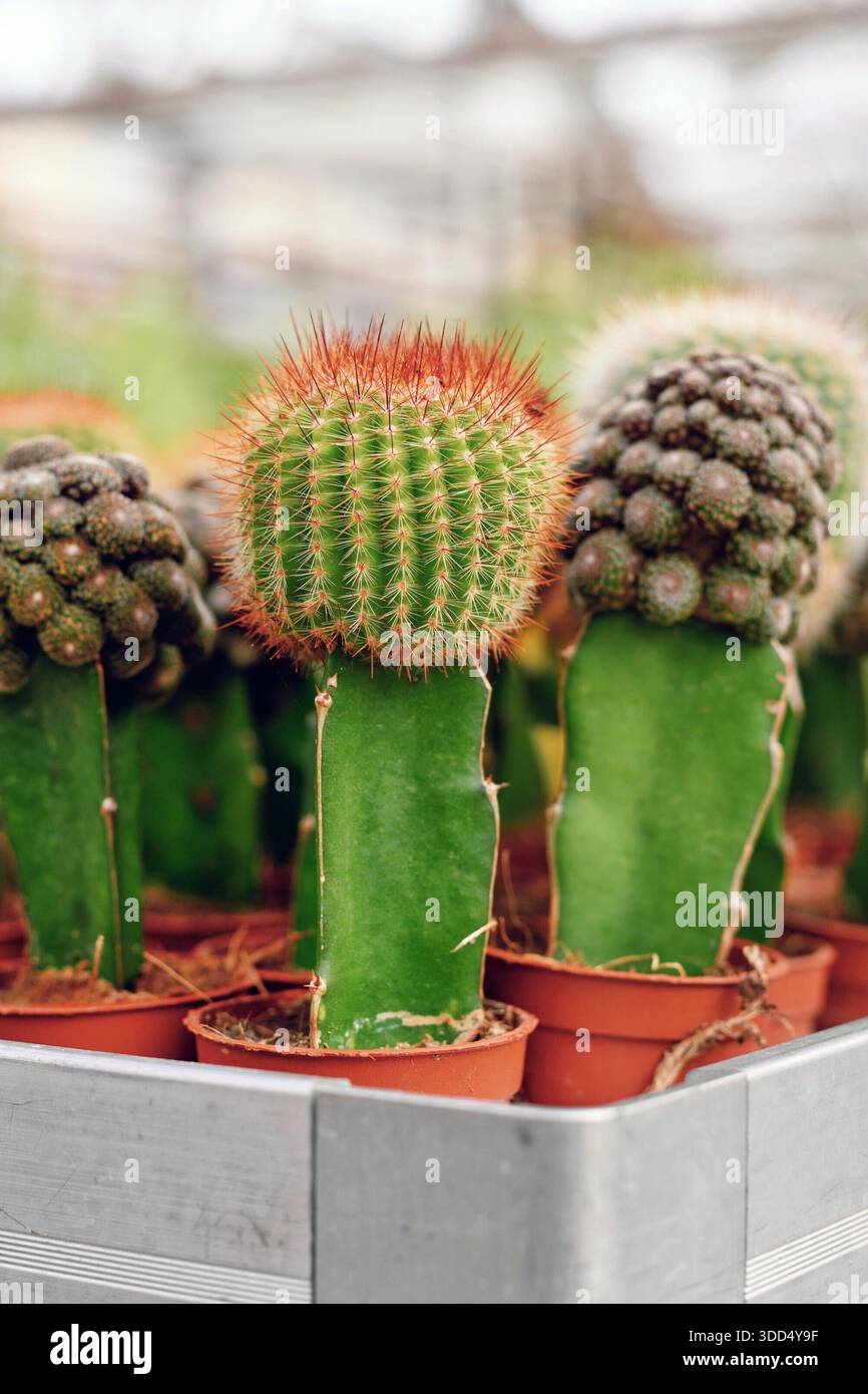 Nahaufnahme von verpflanzten Kakteen. Zwei verschiedene Kaktusarten haben  sich zu einer einzigen Pflanze zusammengetan Stockfotografie - Alamy